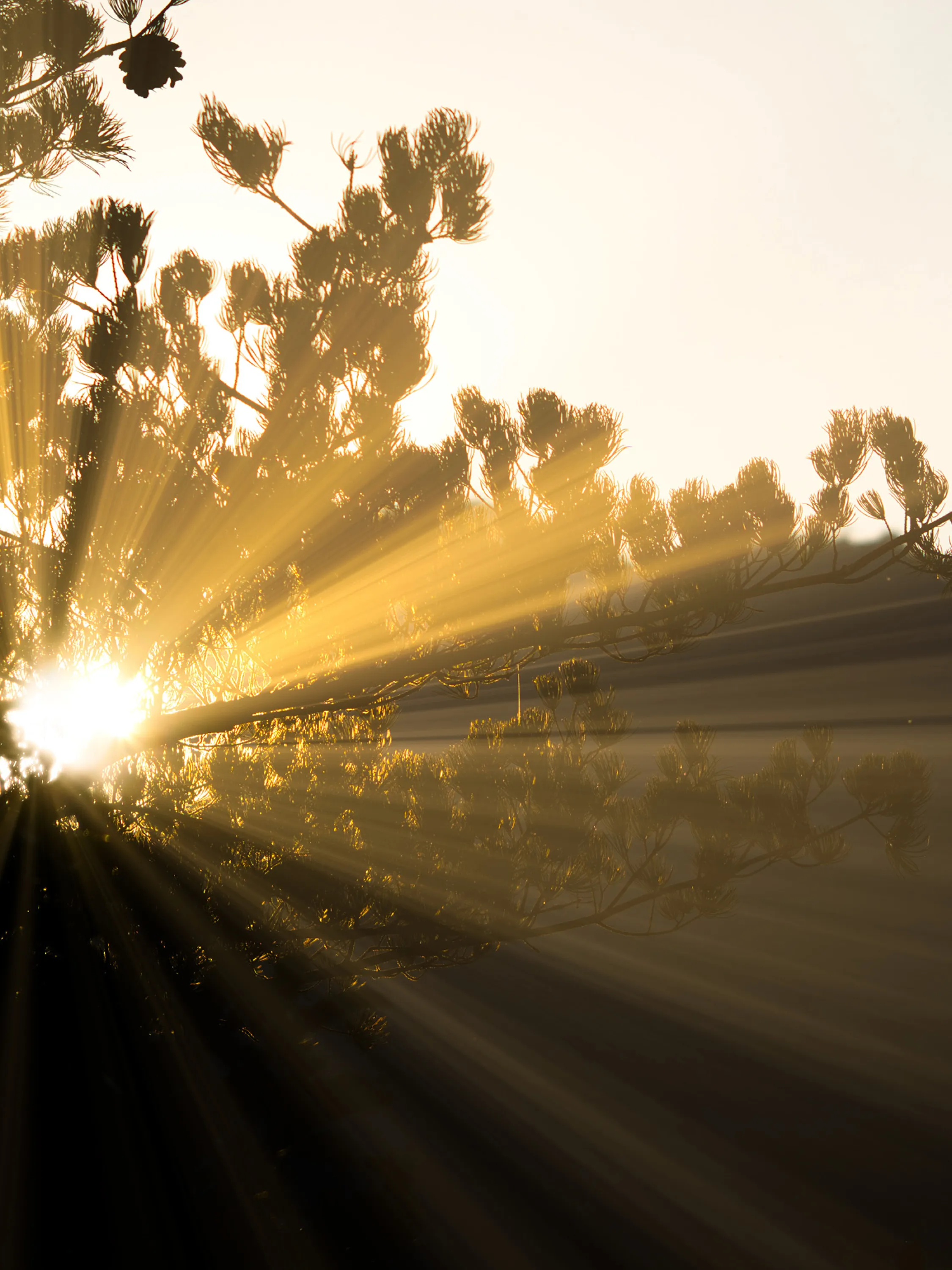 Yellow sunlight filtering through branches.