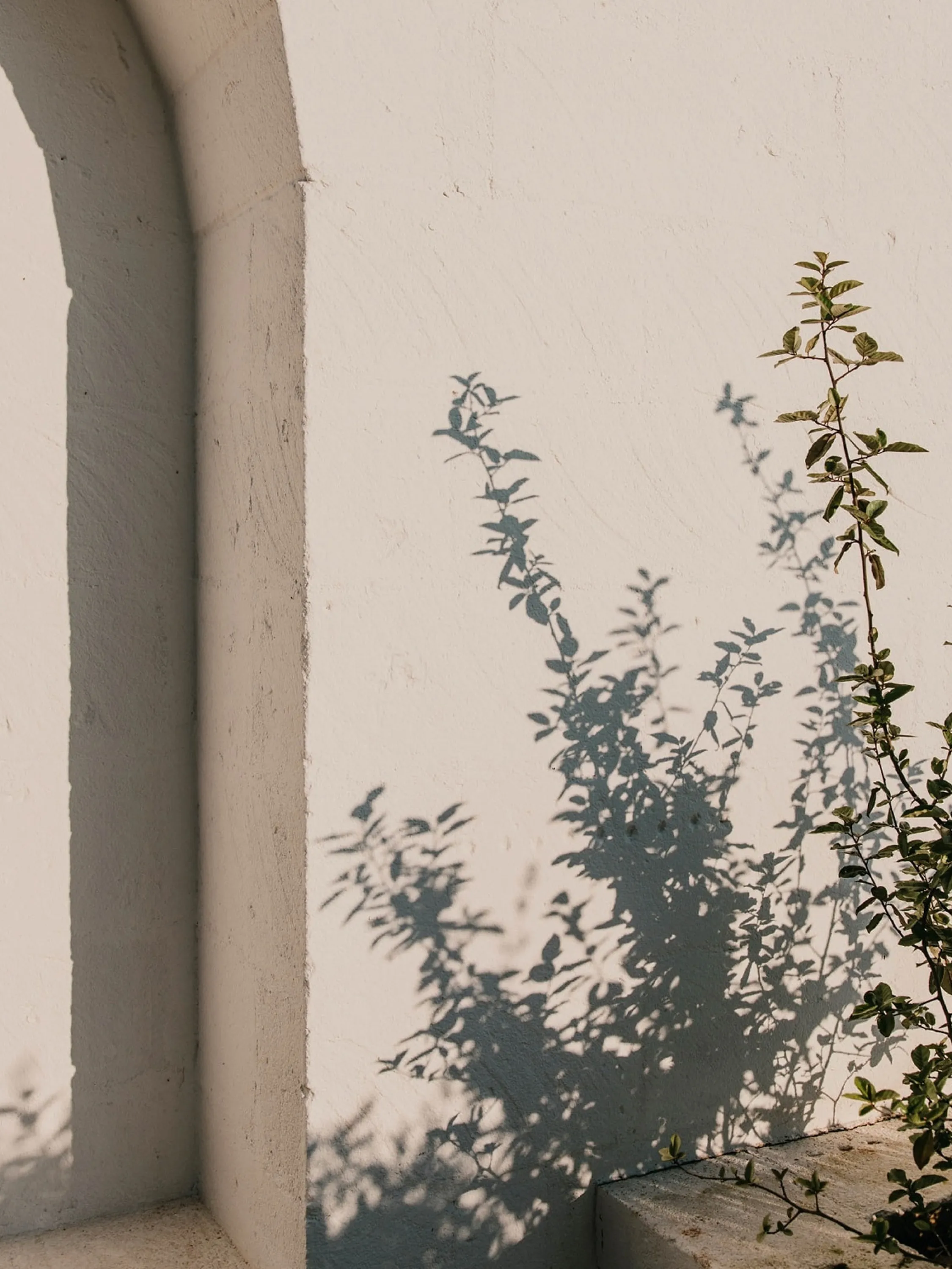 Shadows of plants on a stone wall.