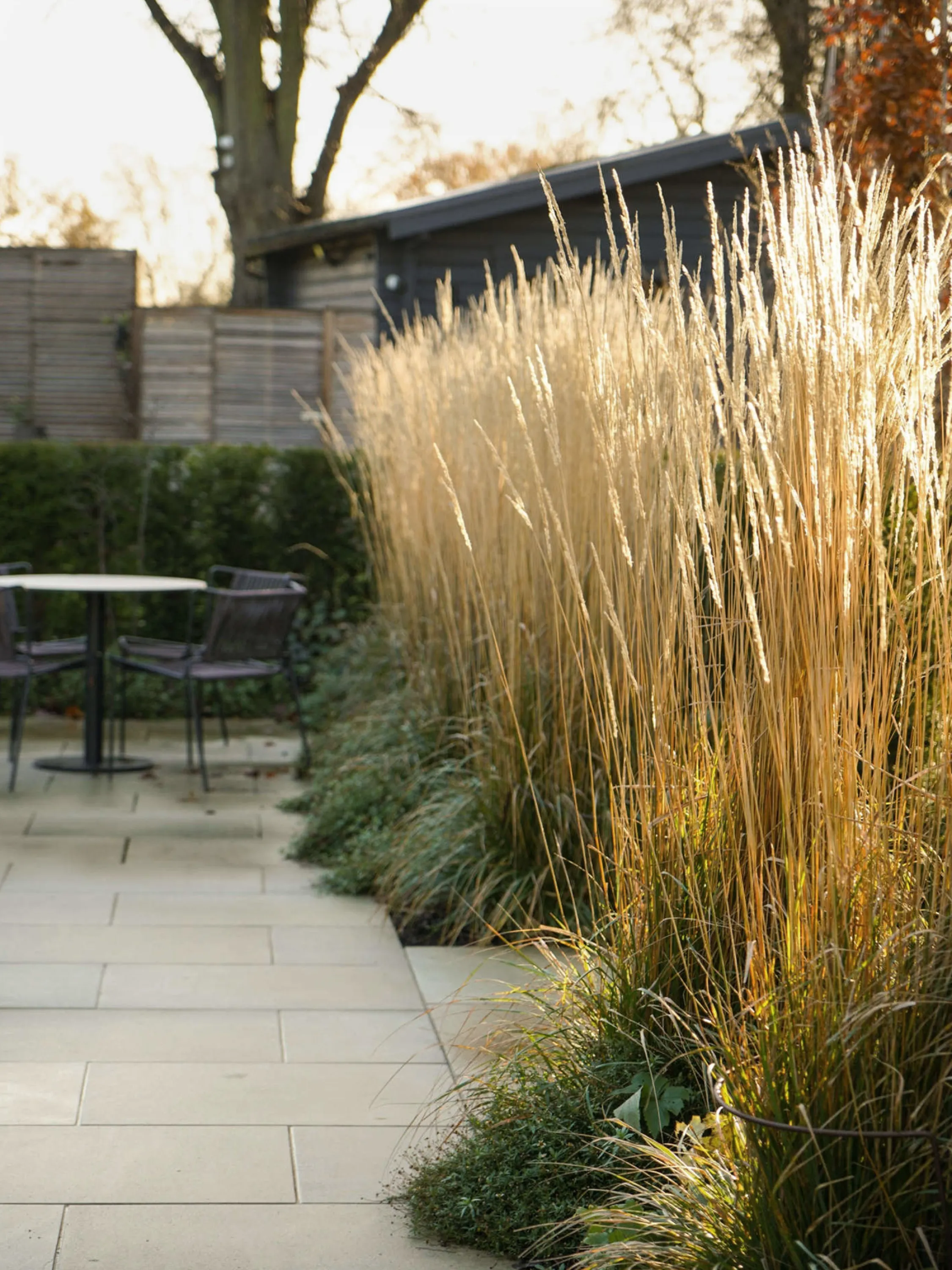 Tall grass create a delicate partition in a garden.
