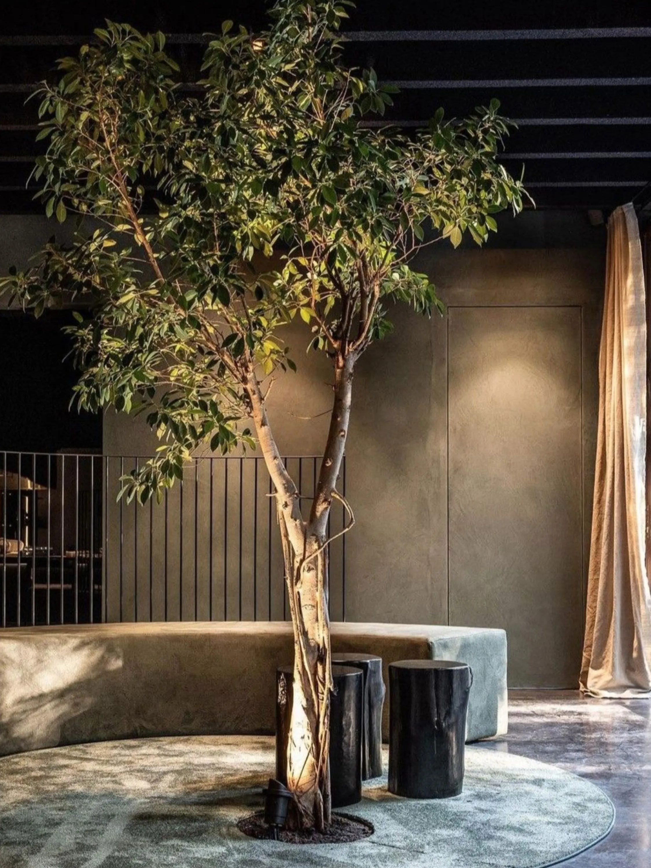 Seating area designed around a tall indoor tree.