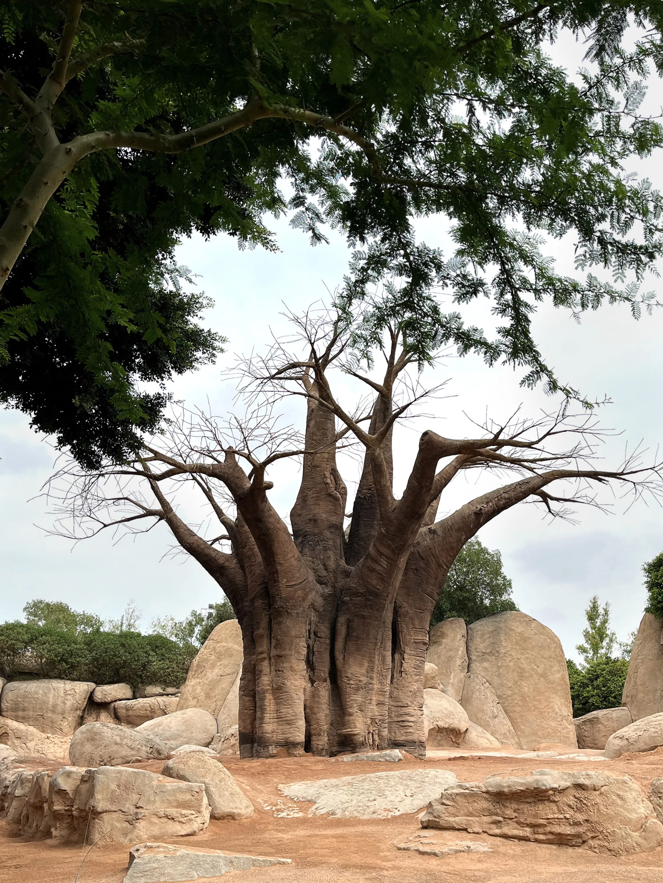 Faux tree in between real natural features.