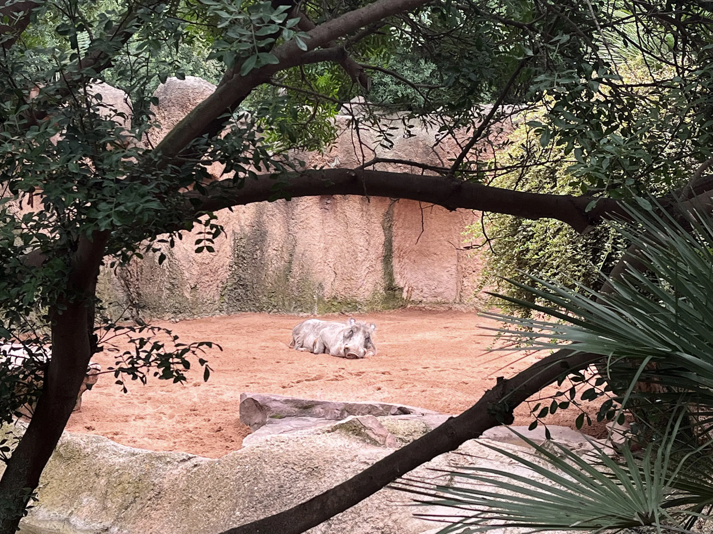 A warthog sleeping.