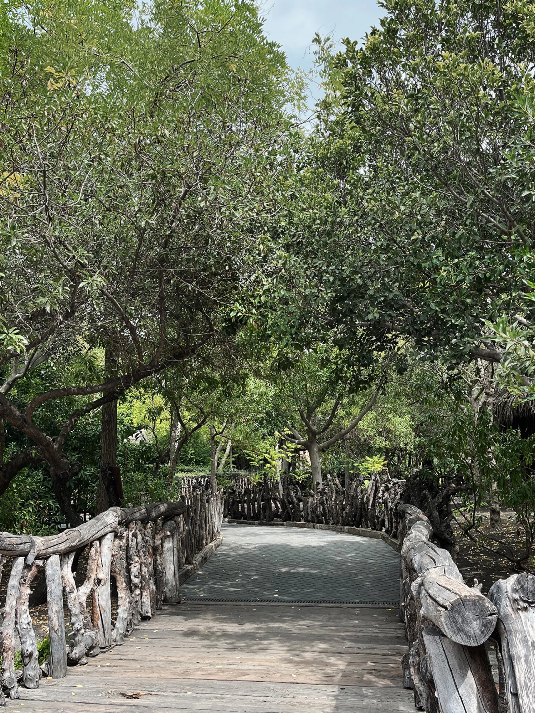 Pathway immersed in greenery.