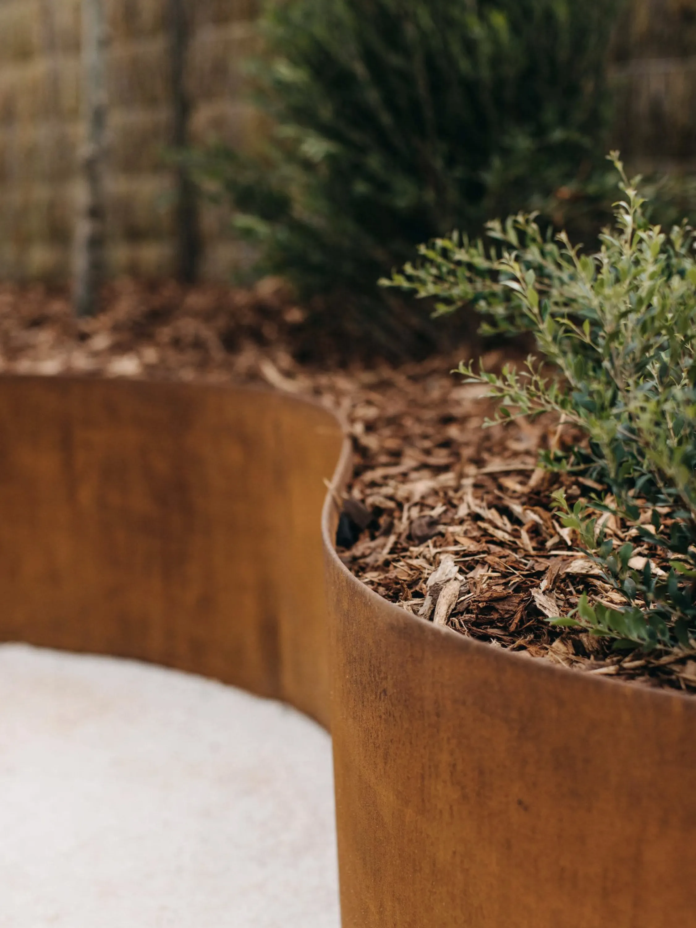 Close-up of a planted area bounded within a curved screen.
