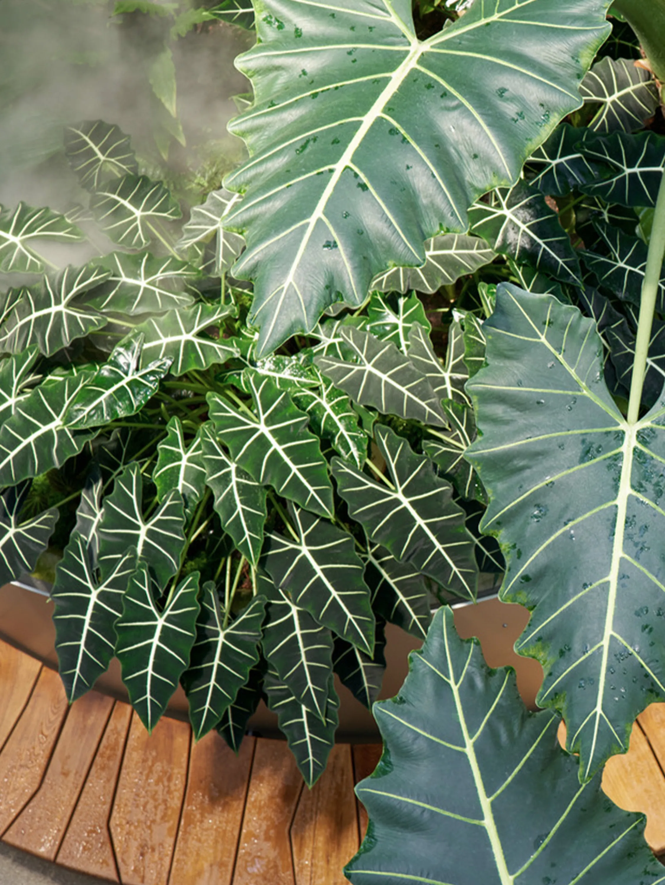 Close-up of abundant vegetation.