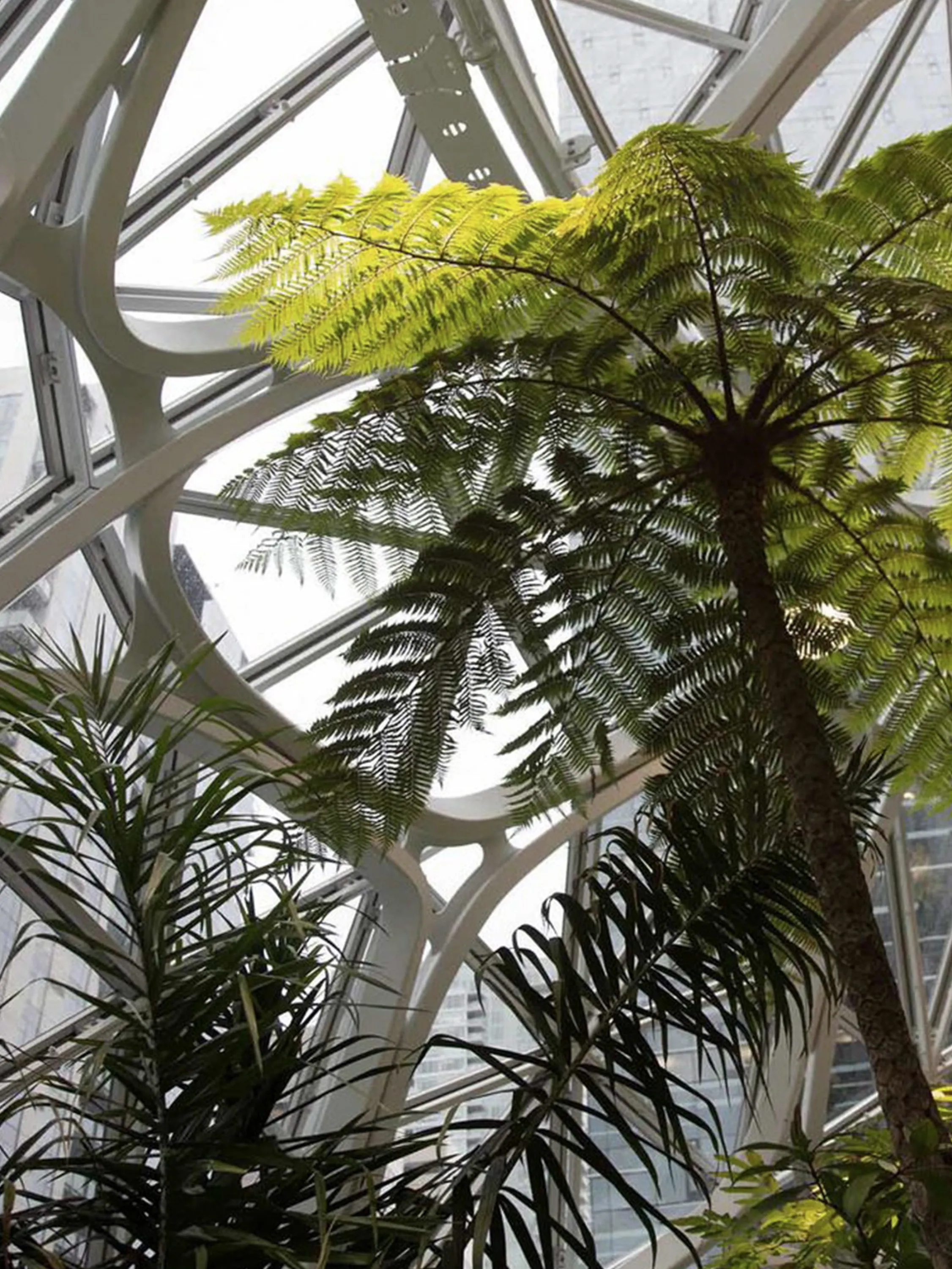A tall indoor tree.