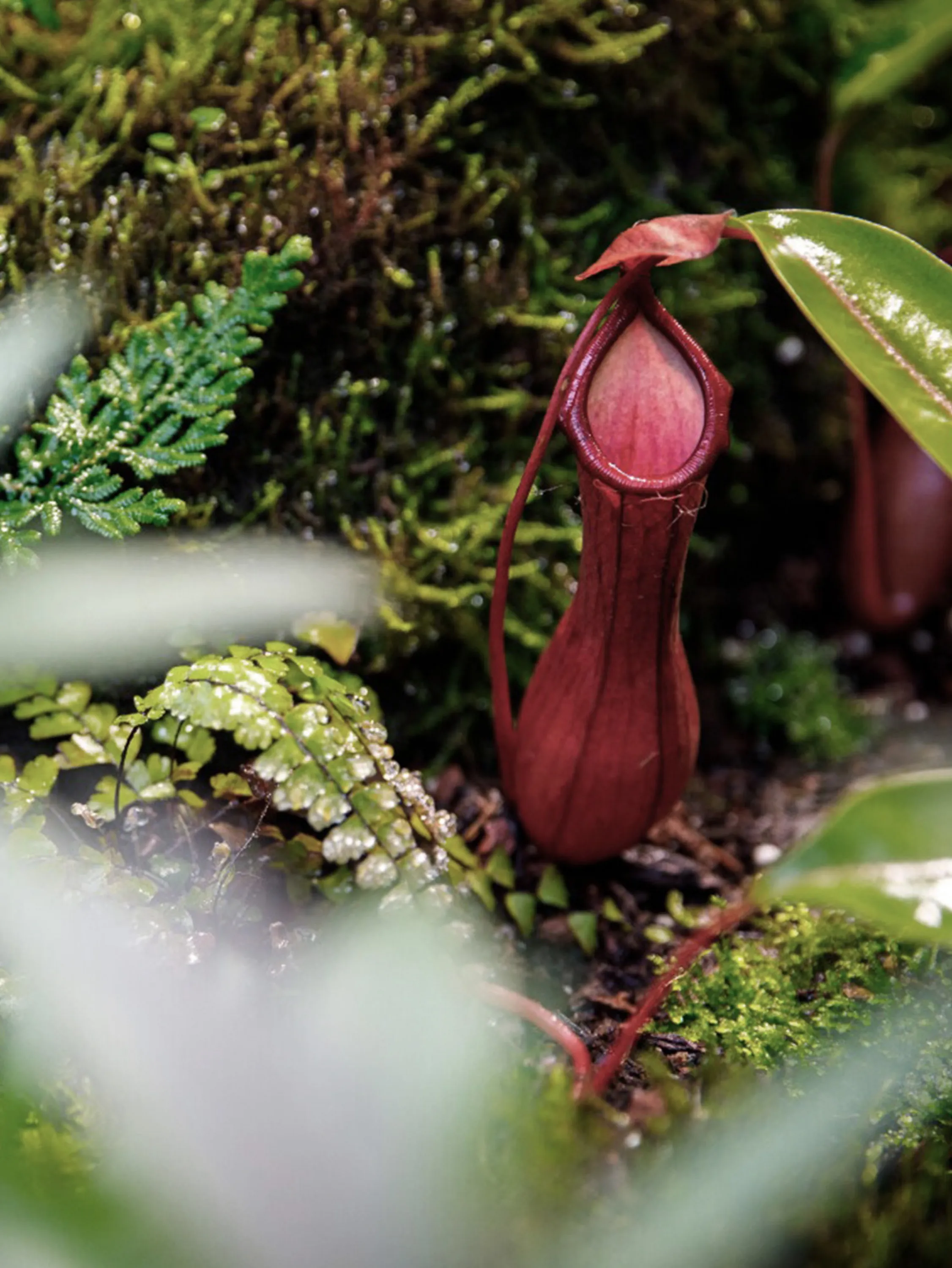 Close-up of a flower.