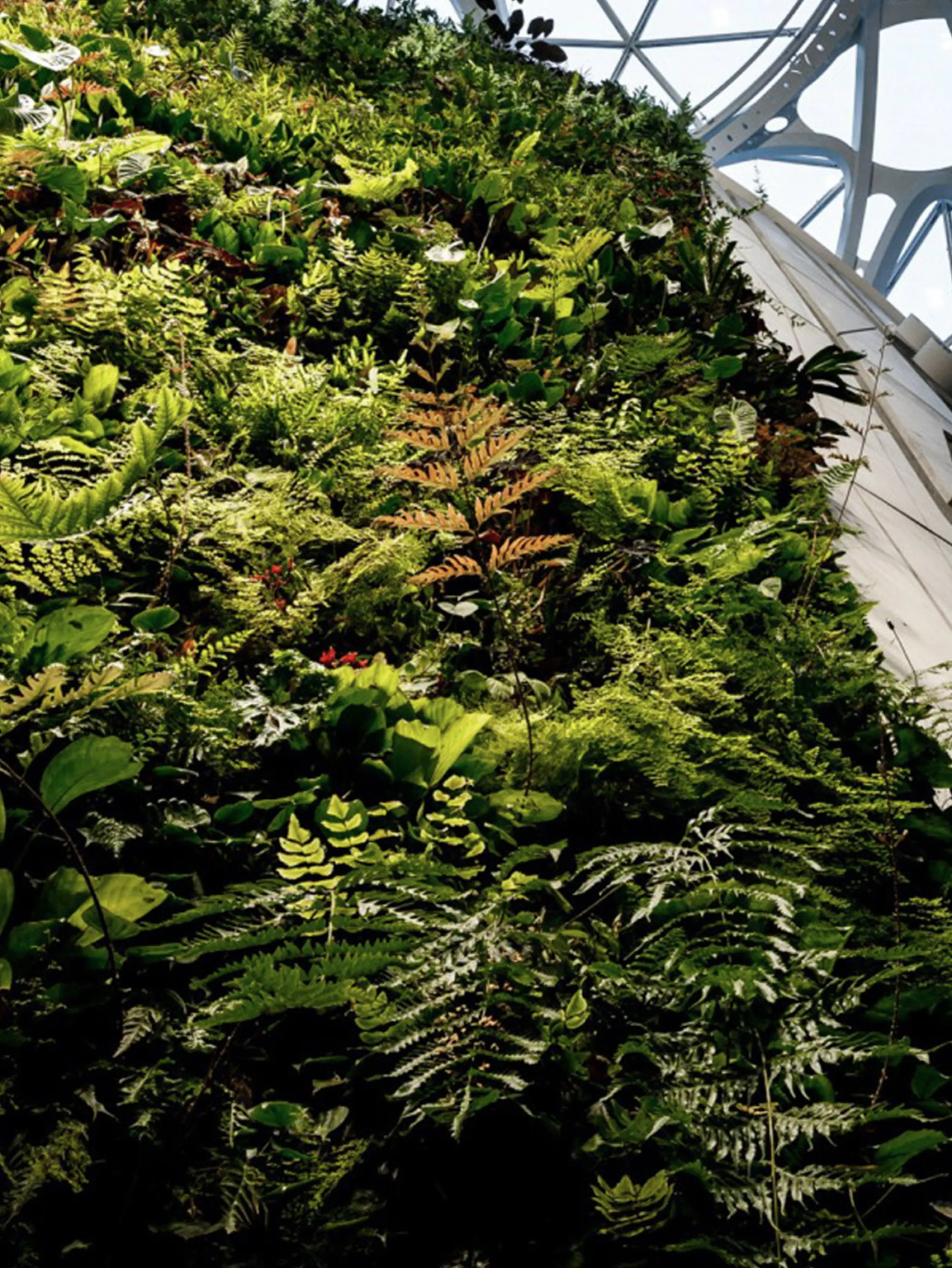 Dense and varied vertical garden.