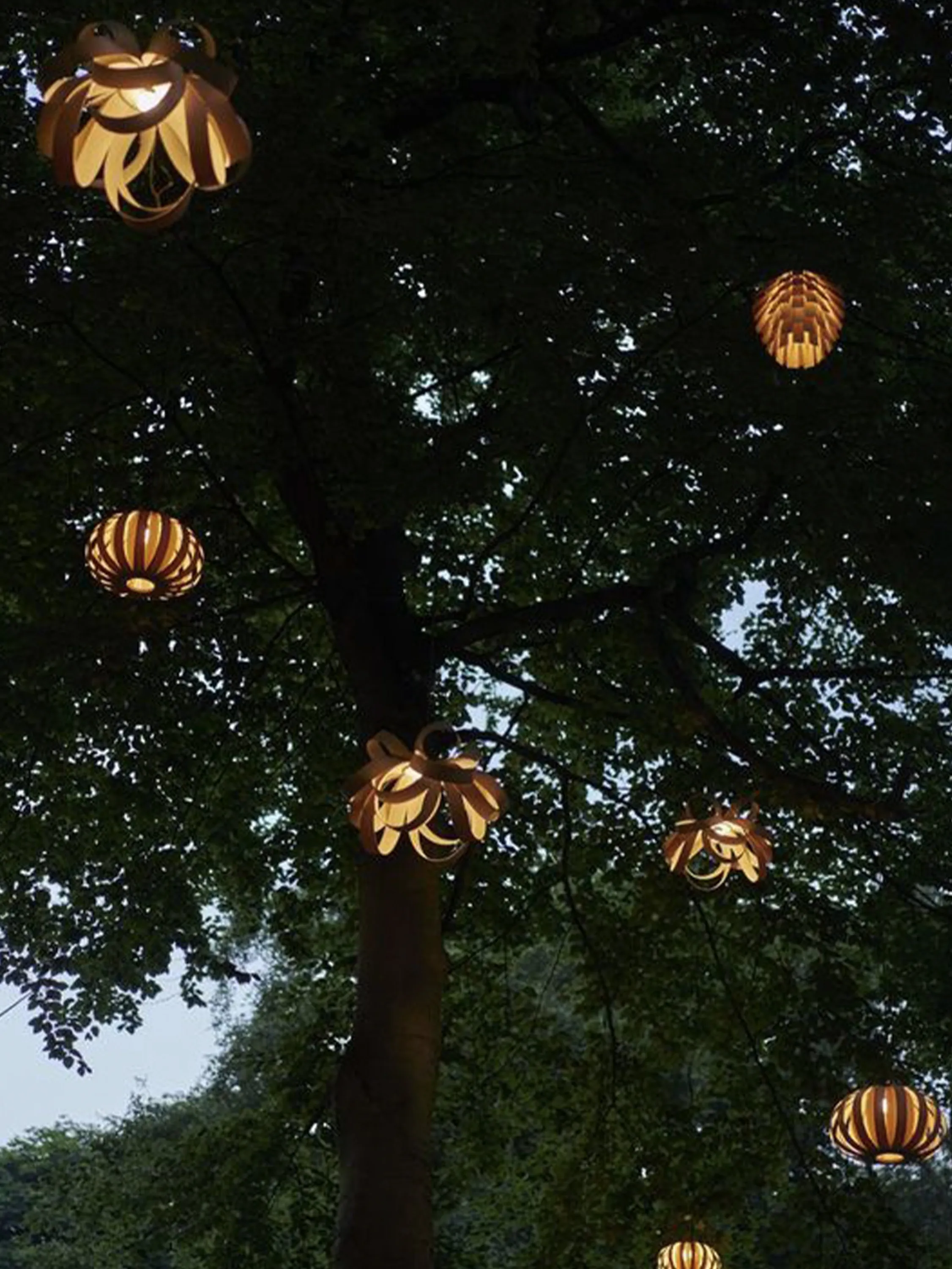 Pendant lamps hanging from a tree.