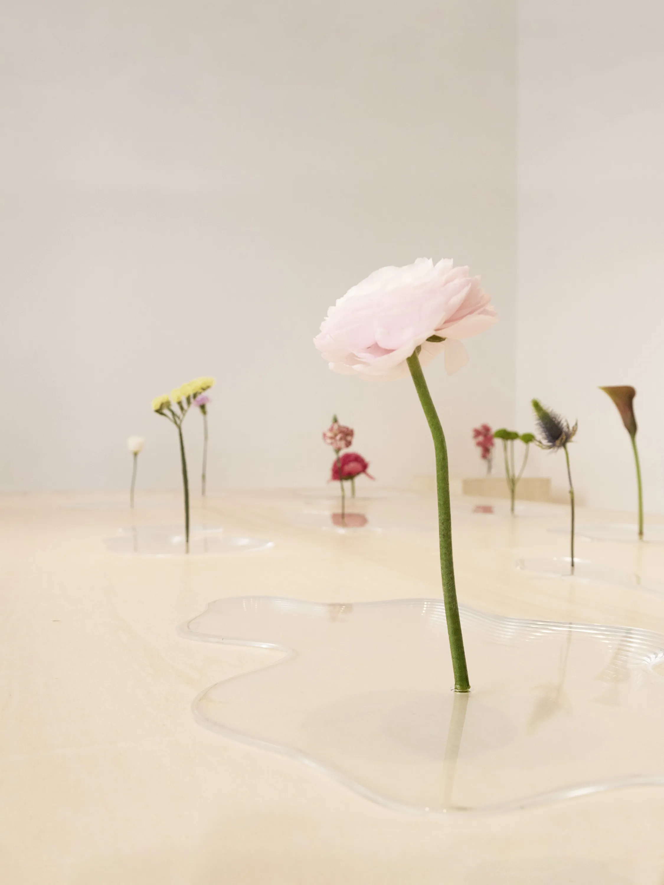 Flowers standing on shallow water puddles.