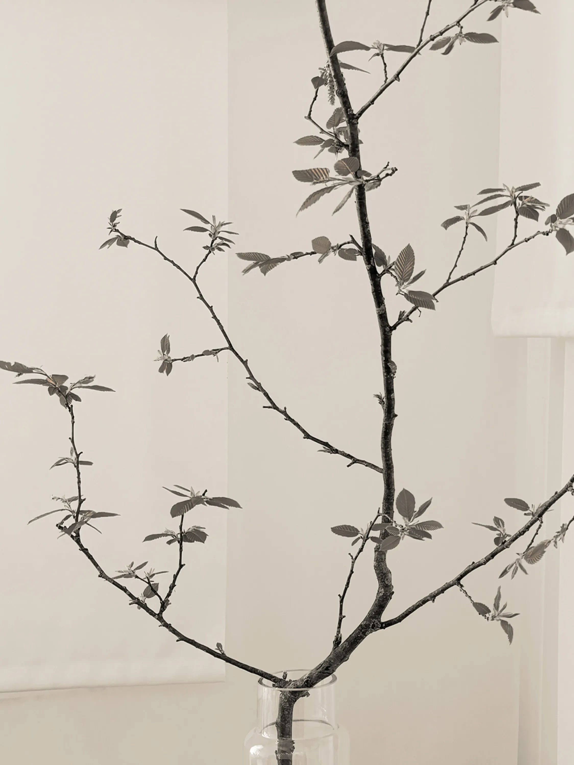 Leafy branch.