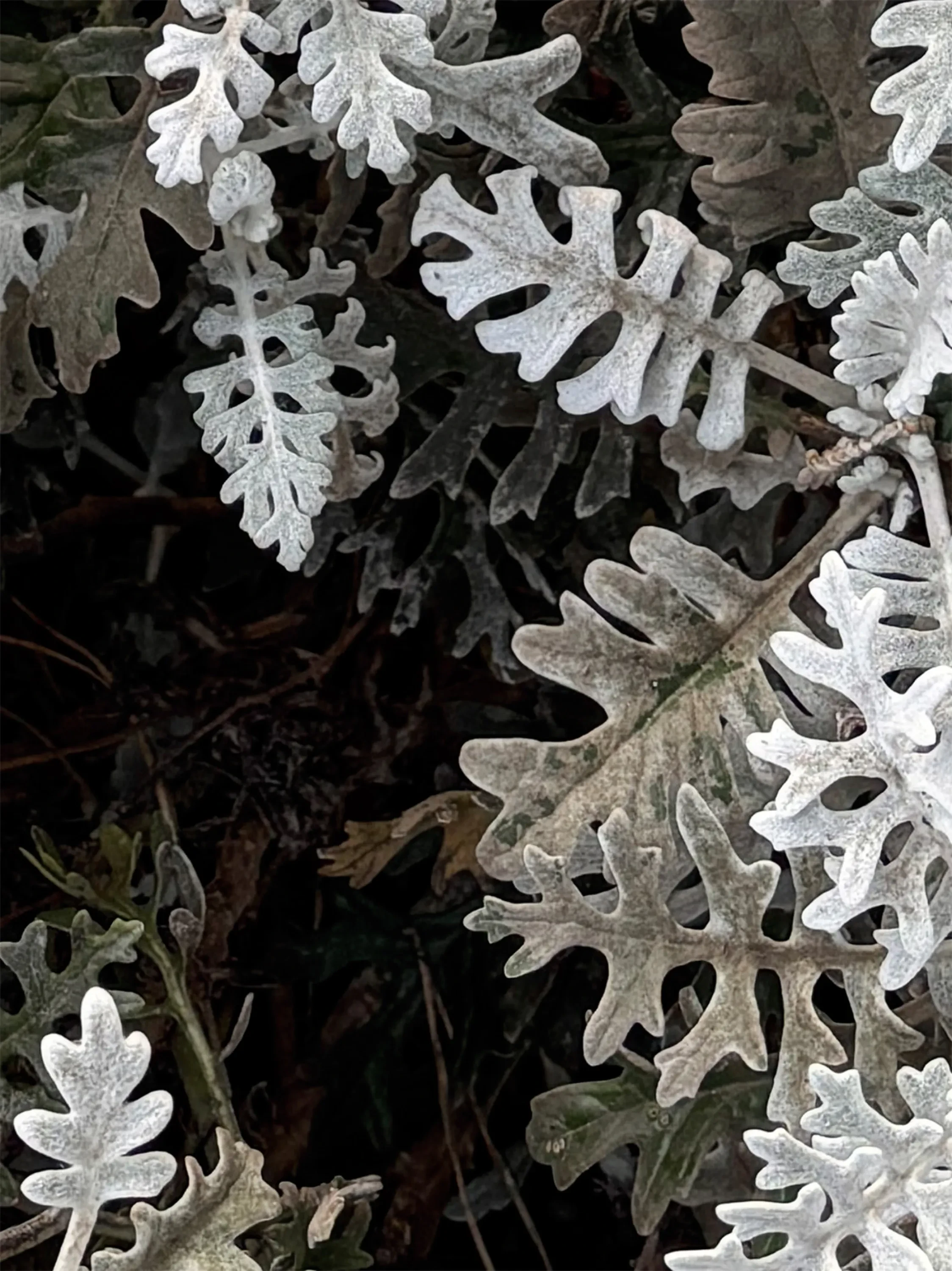 Close-up of a shrub.