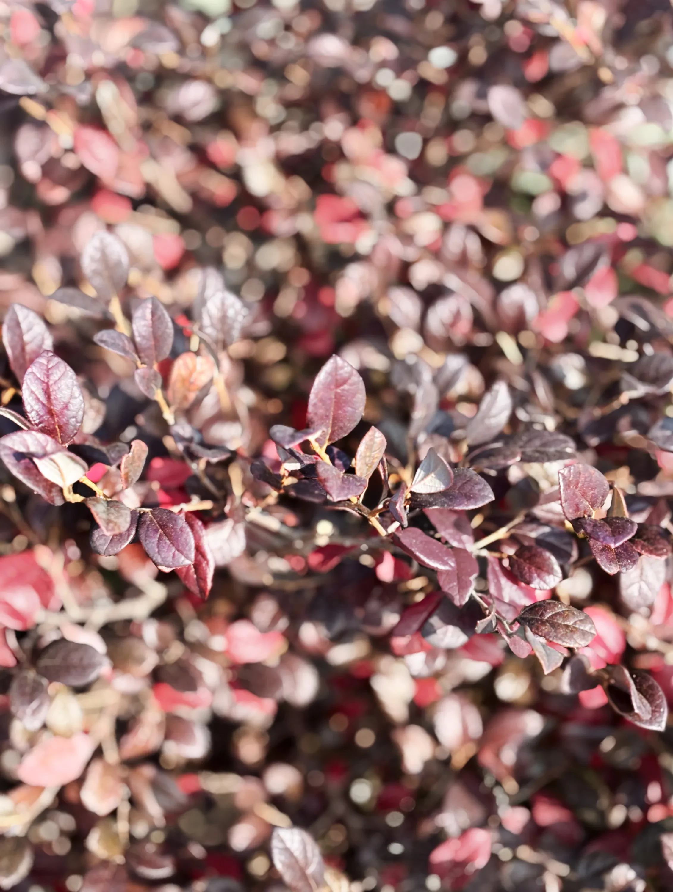 Close-up of maroon leaves.