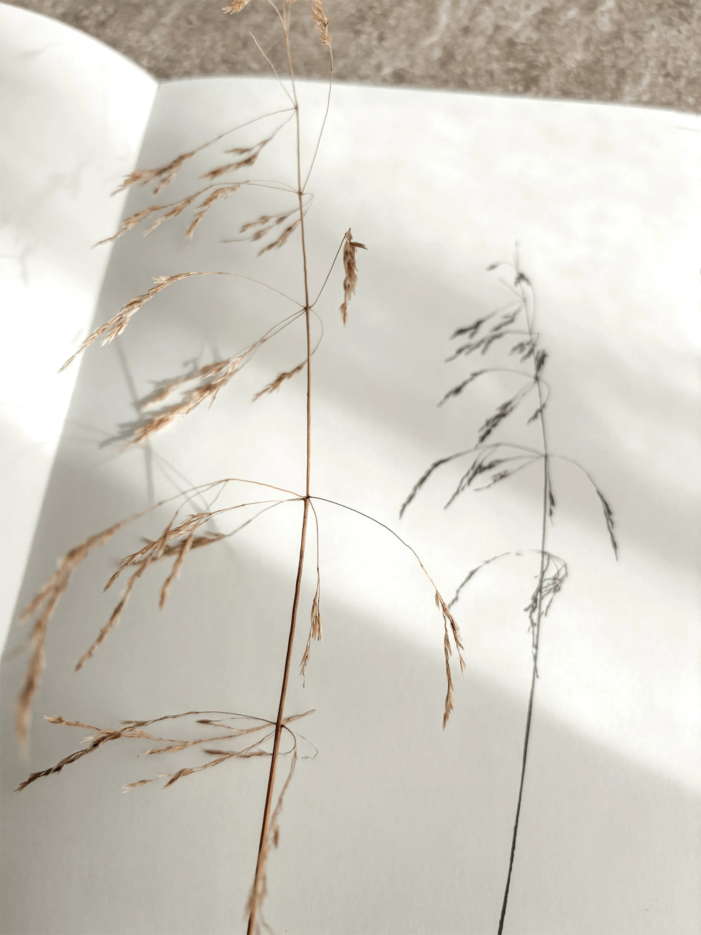 A wild grass strand and the botanical illustration obtained from it.