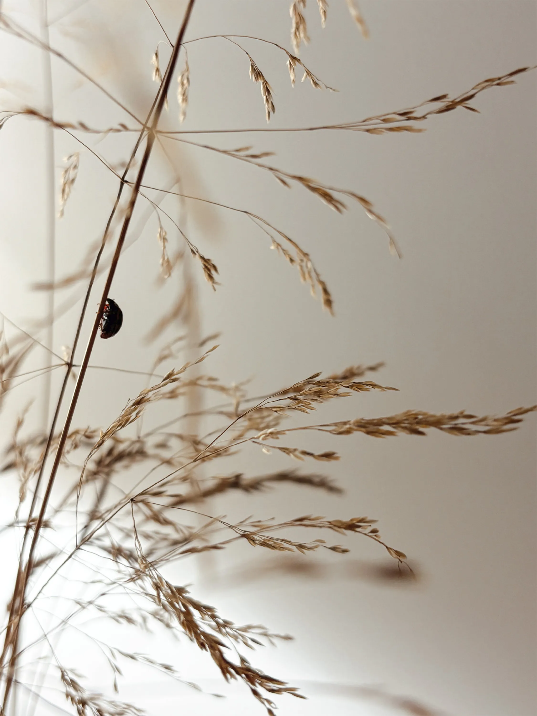A ladybug resting on a wild grass strand.