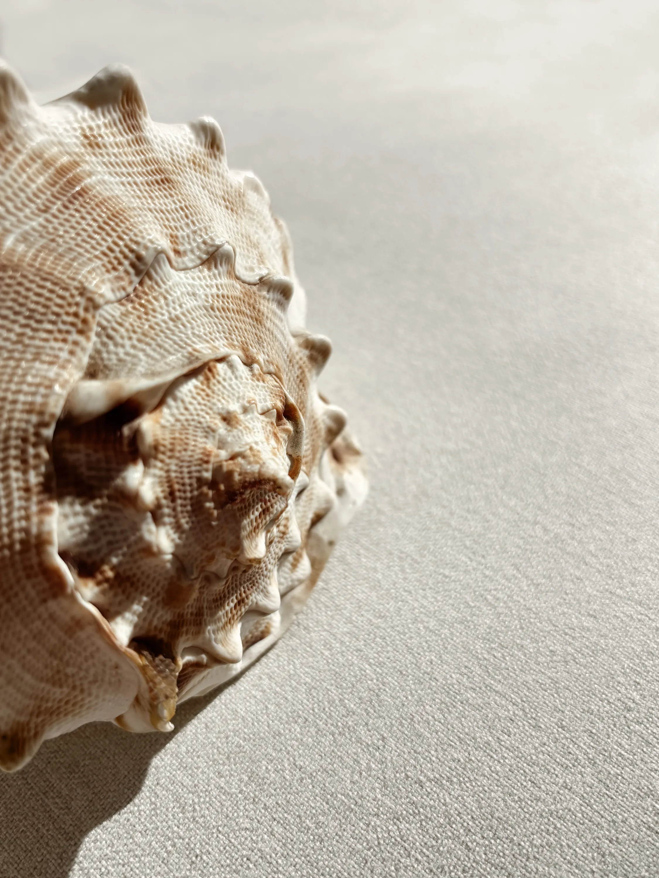 Big shell in the sun.