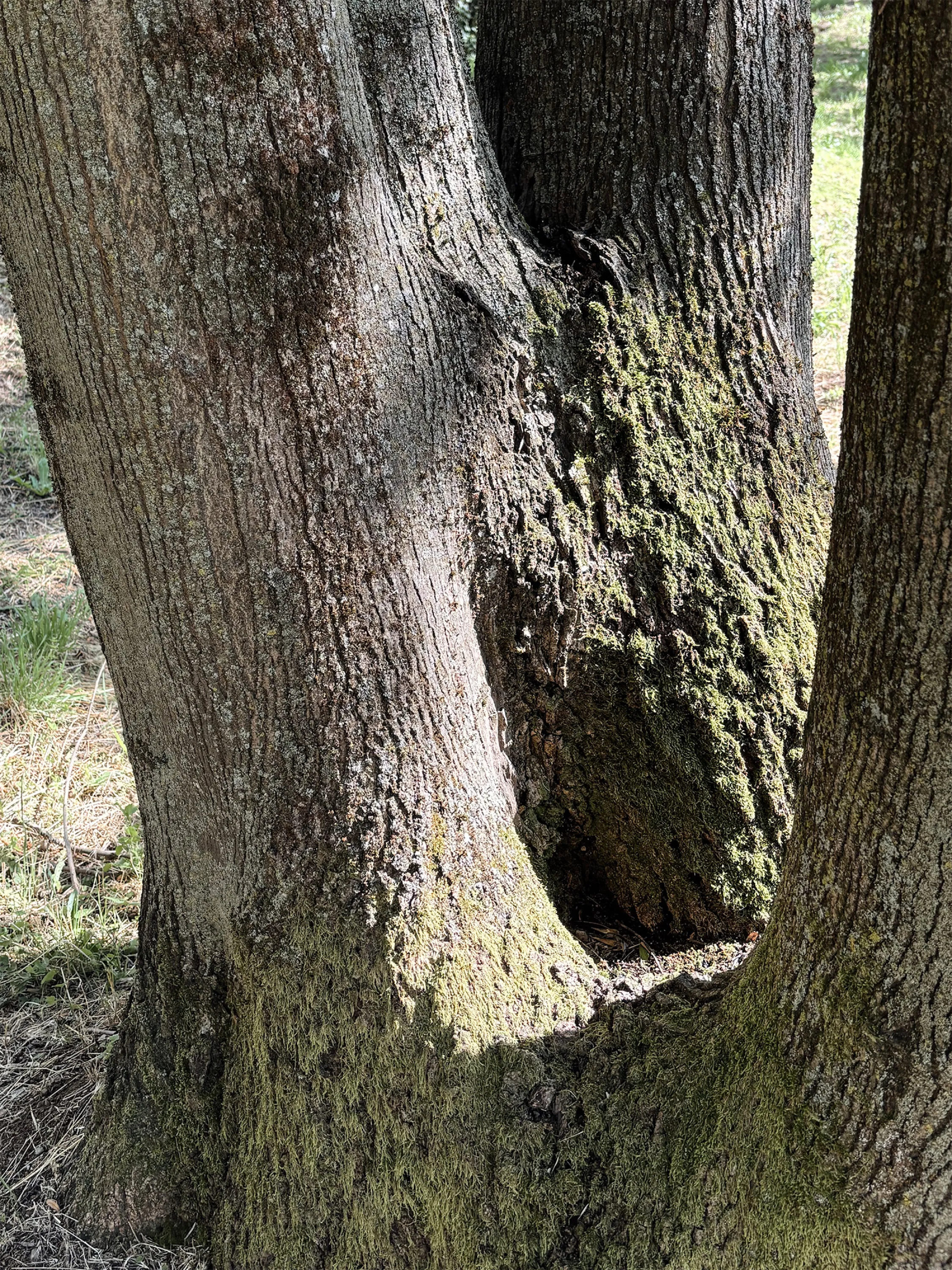 Close-up of a branch bending at sitting height.