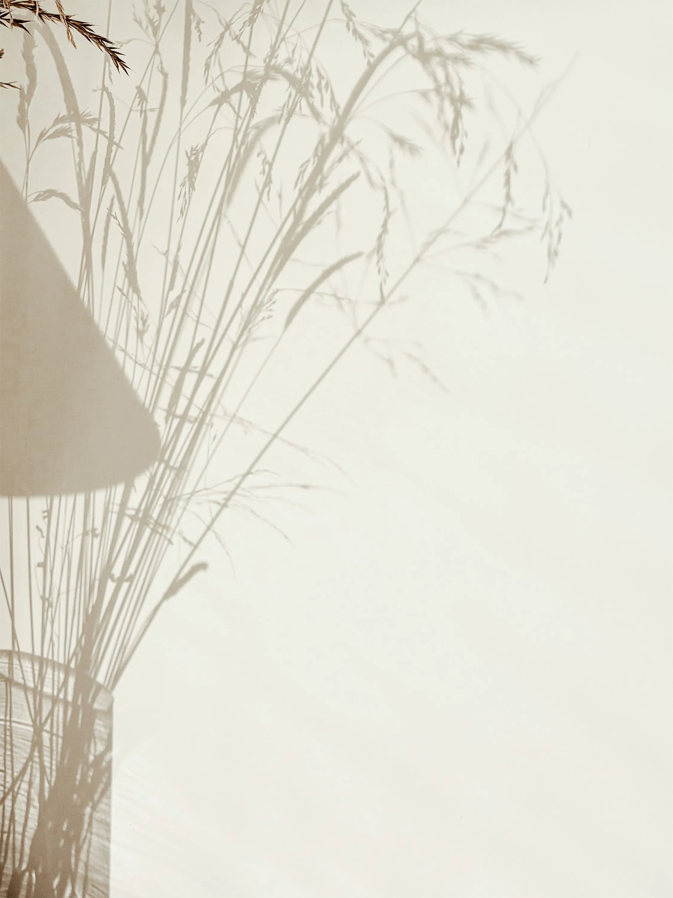 The shadow of a lamp and a vase of dried grasses cast across a wall.