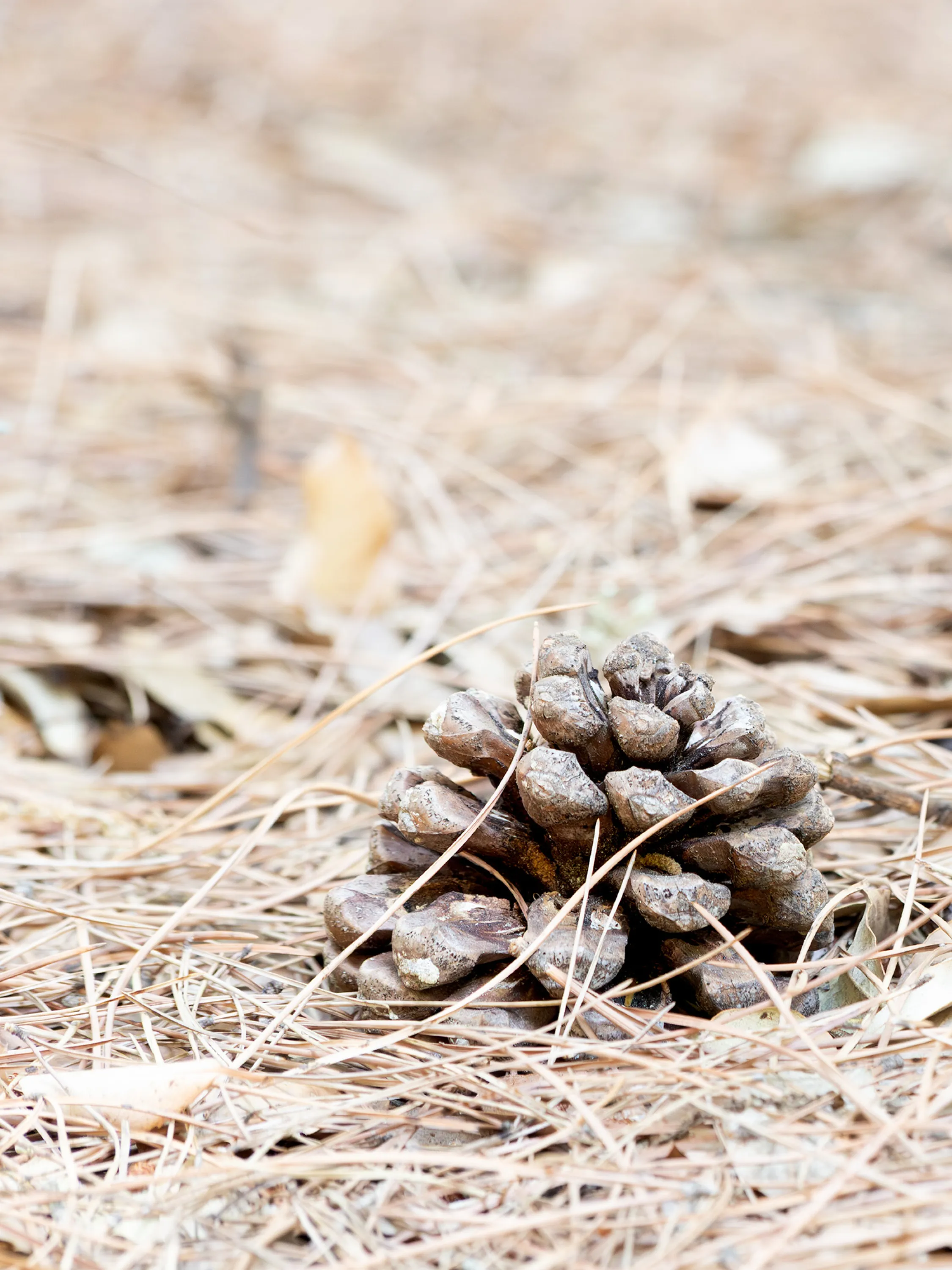 A dry pinecone on bare ground, its scales fully open.