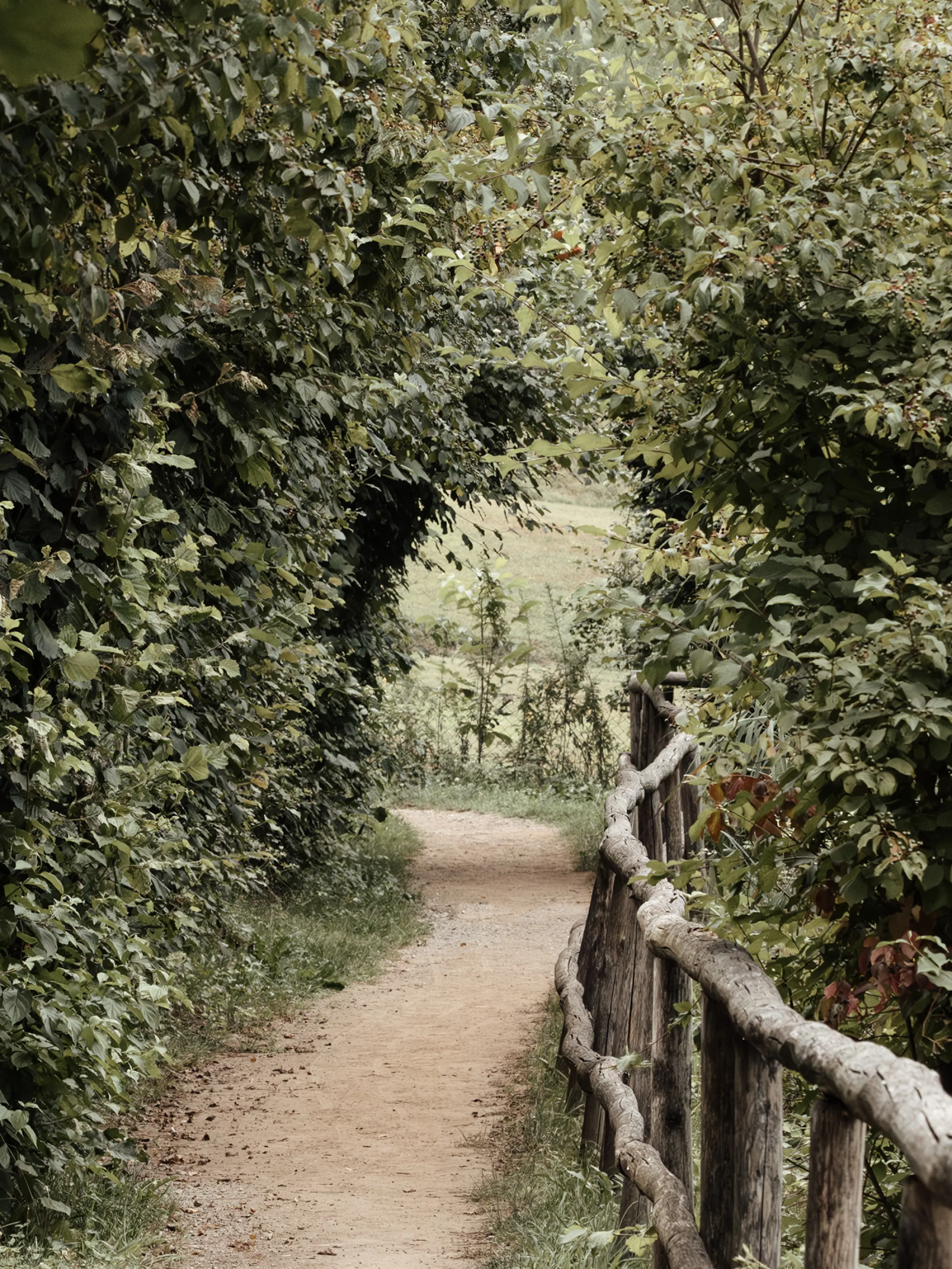 A curving path through dense green foliage, a wood fence alongside.