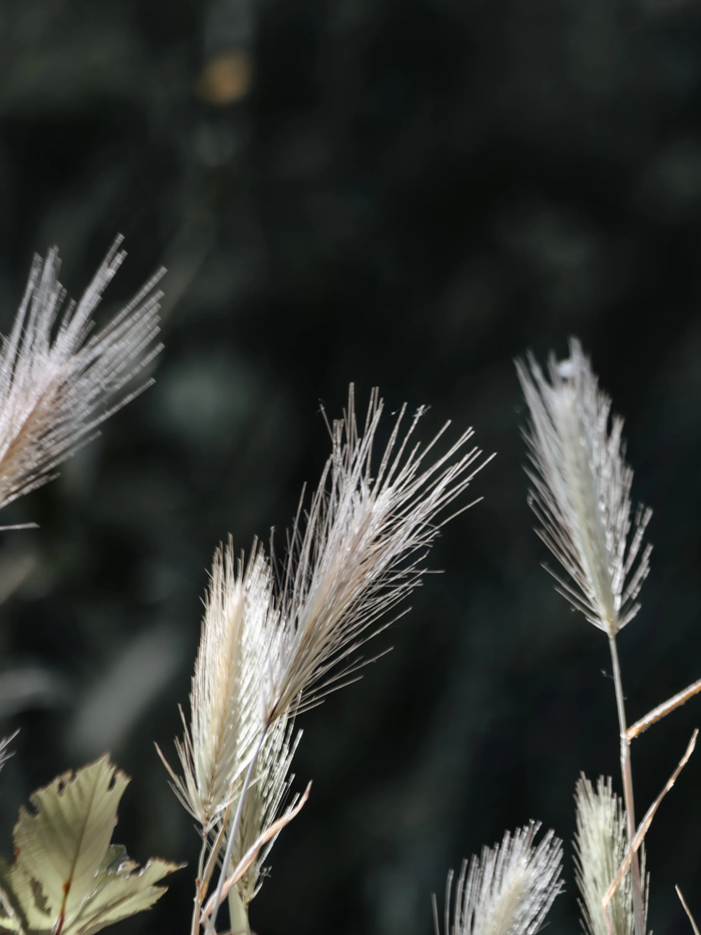 Backlit grass seed heads with fine feathery awns against a dark background.