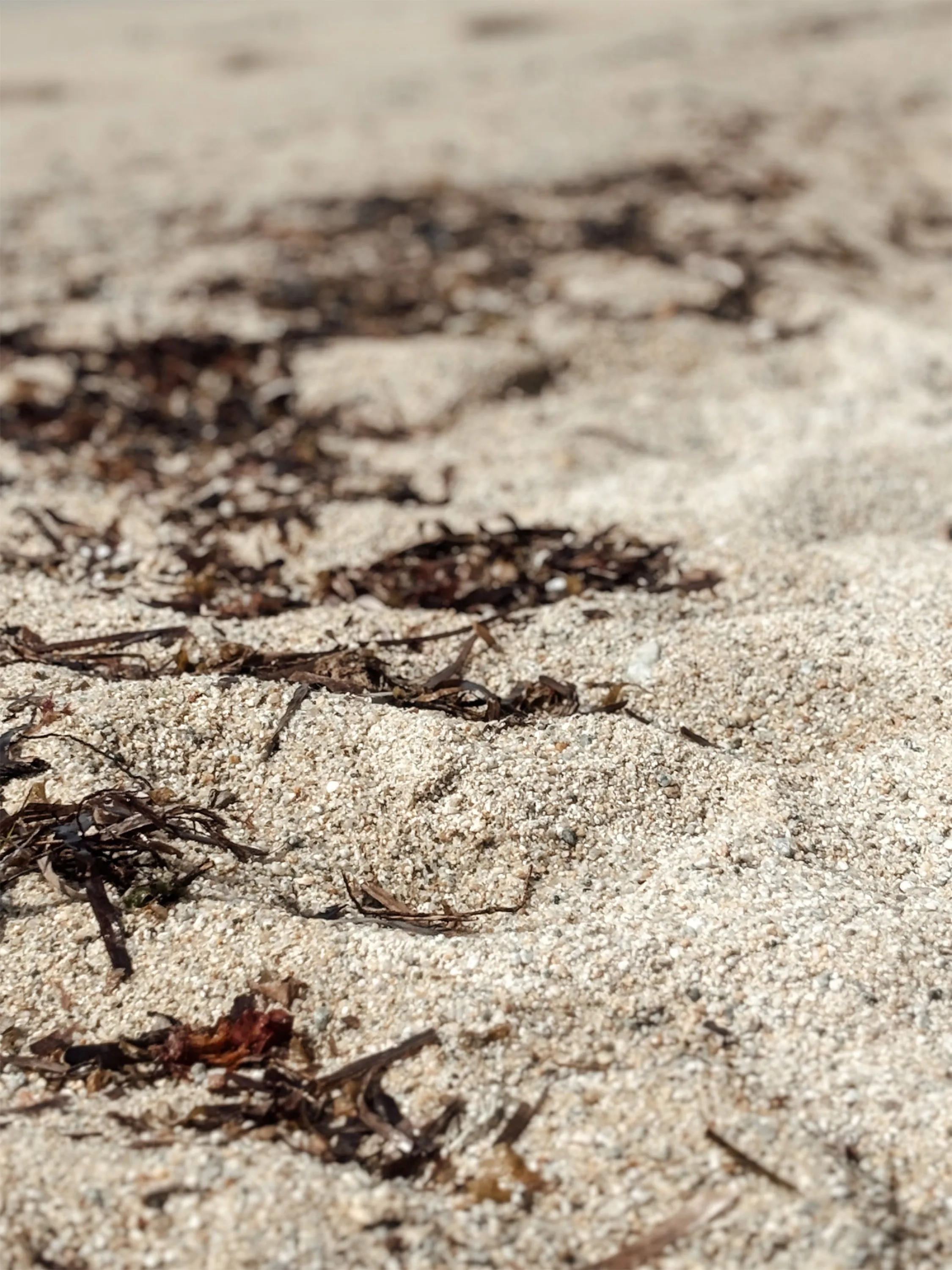 Sand scattered with dark seaweed, marking the line left by the retreating tide.