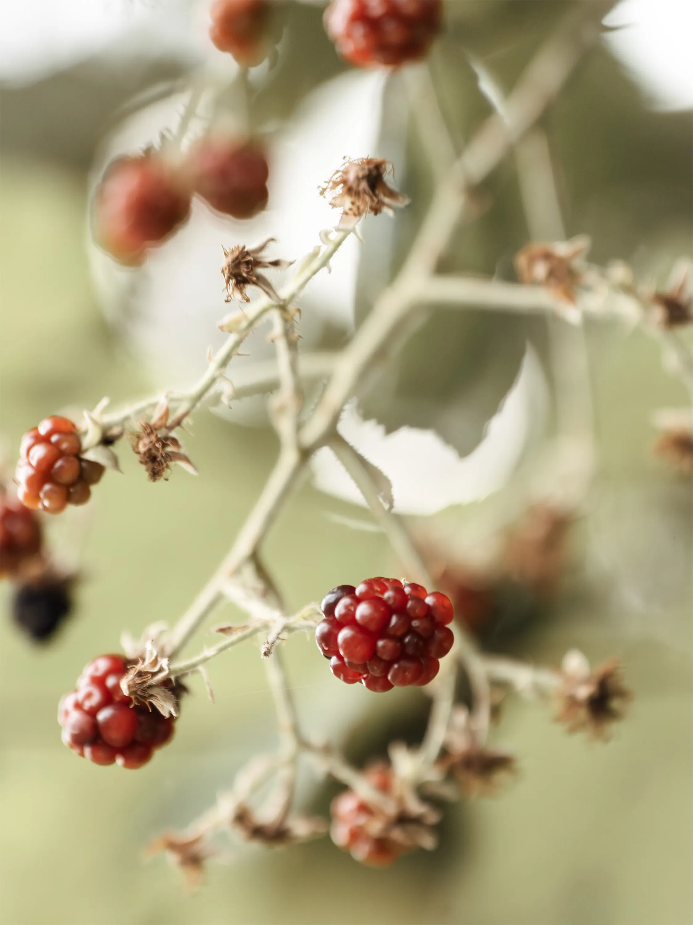 Blackberries on a bramble bush at every stage of ripeness, from red to black.