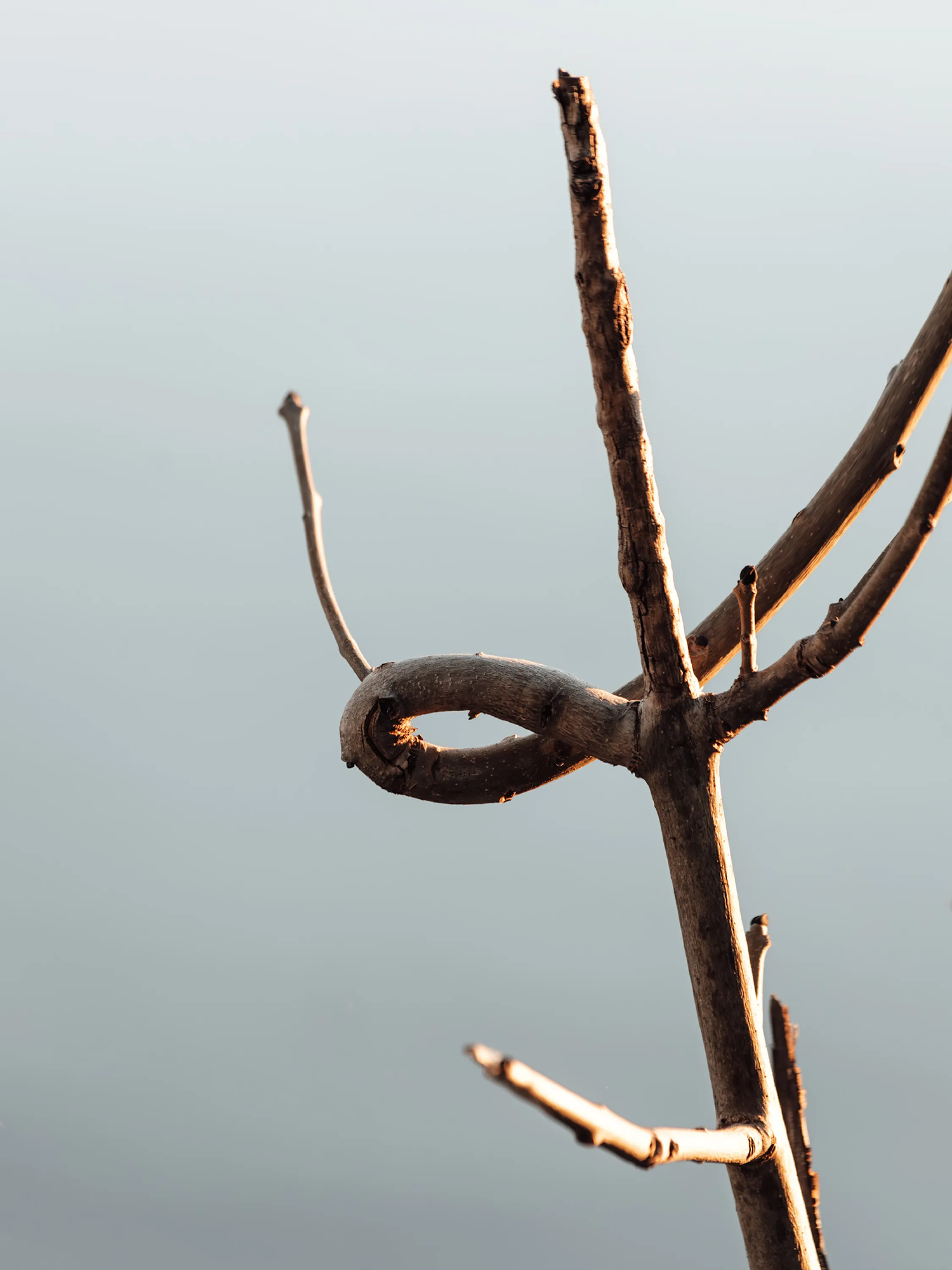 A branch bent into a loop in low winter light.