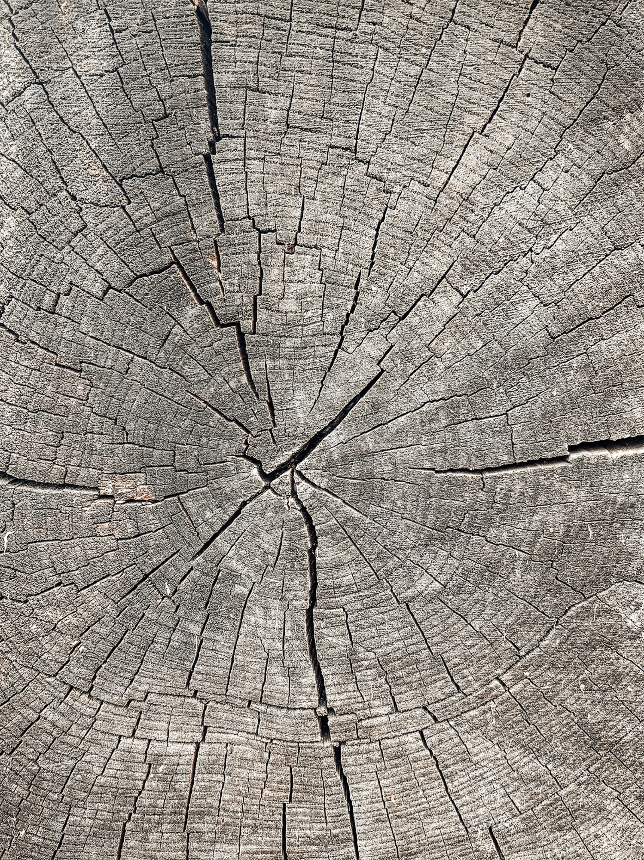 The cut end of a log, with cracks radiating from the centre.