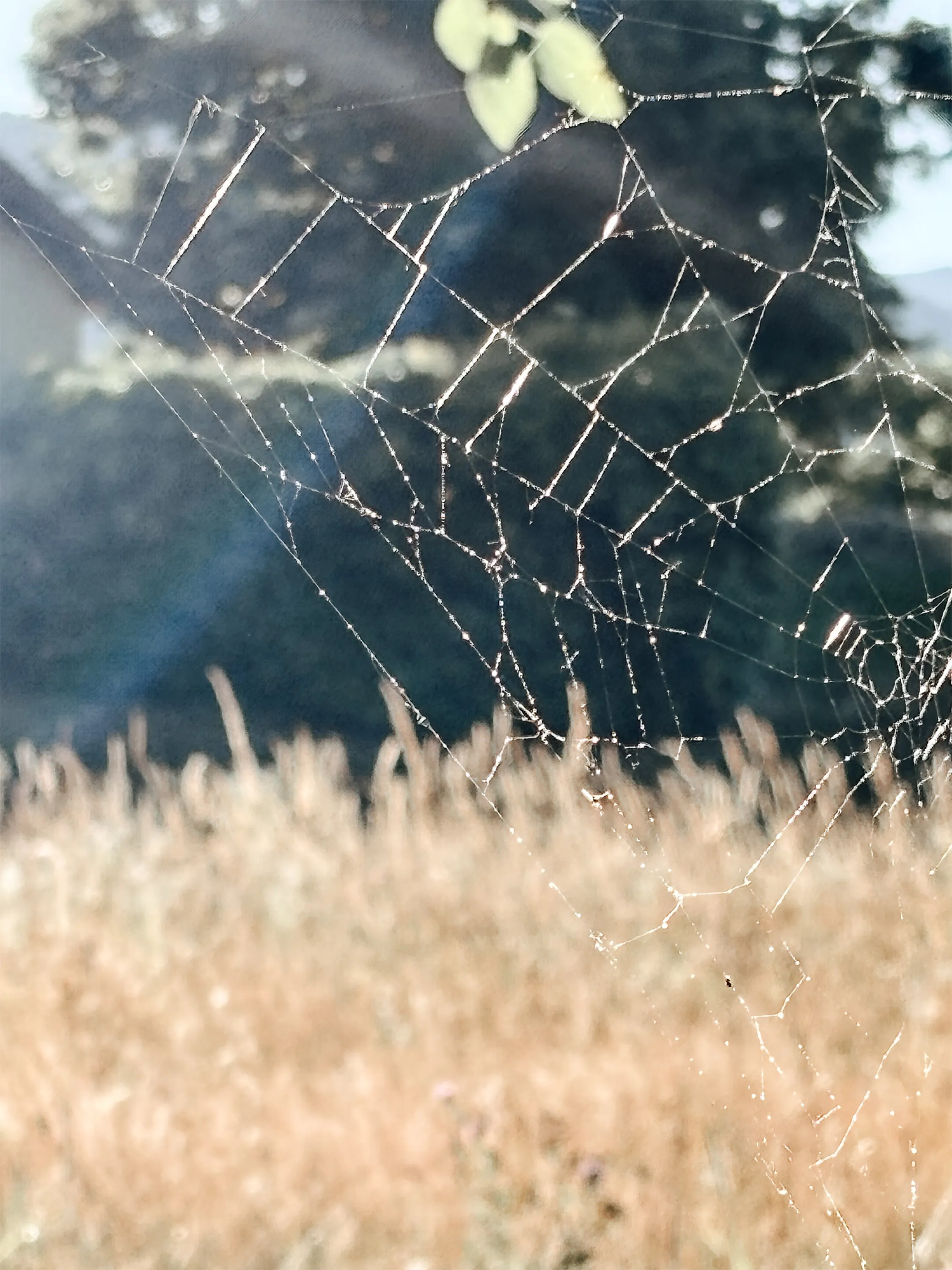 A backlit spiderweb, its threads lit against a blurred field beyond.