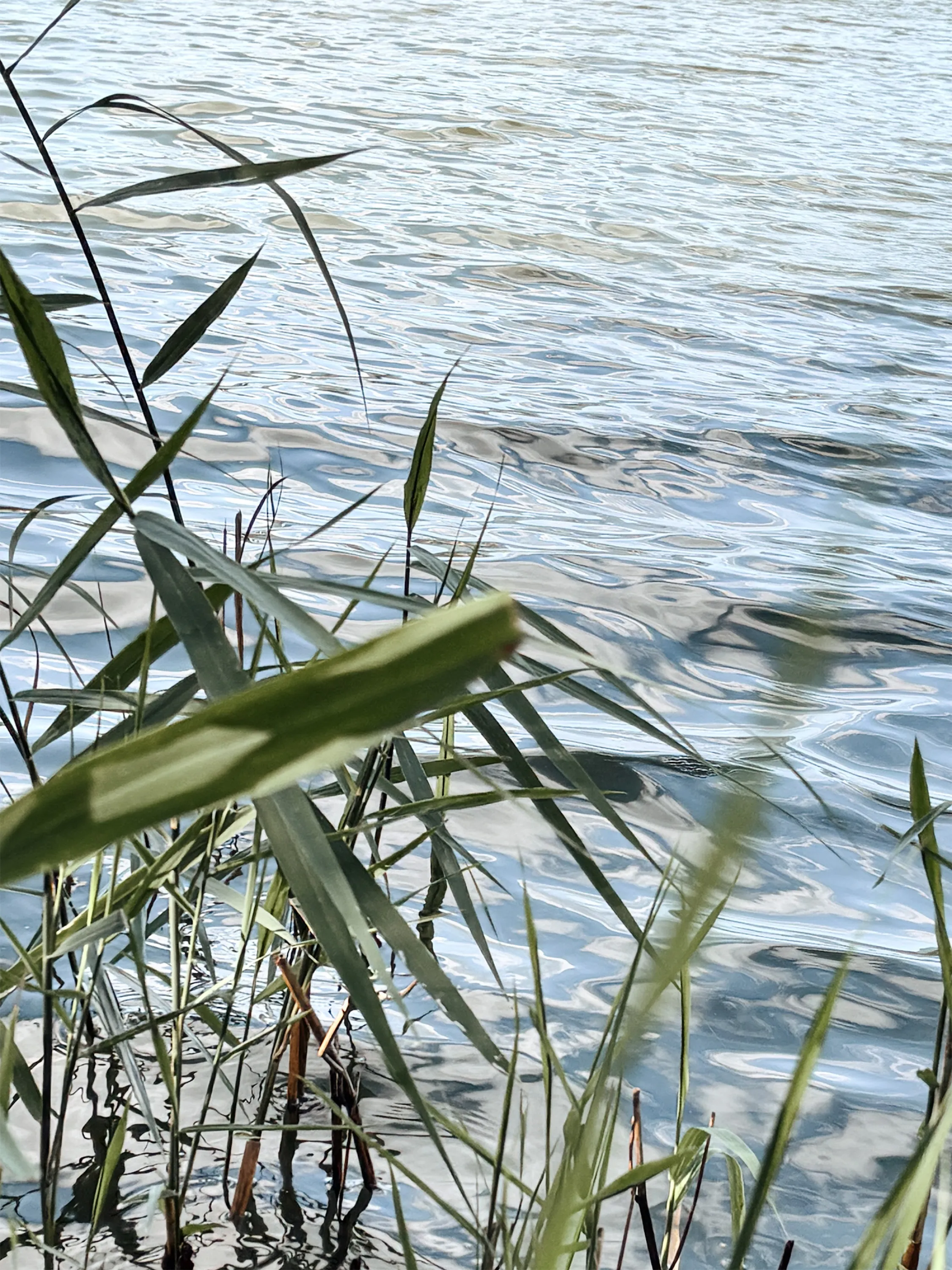 A wind-rippled pond surface breaking reflections of sky and trees into fragments.