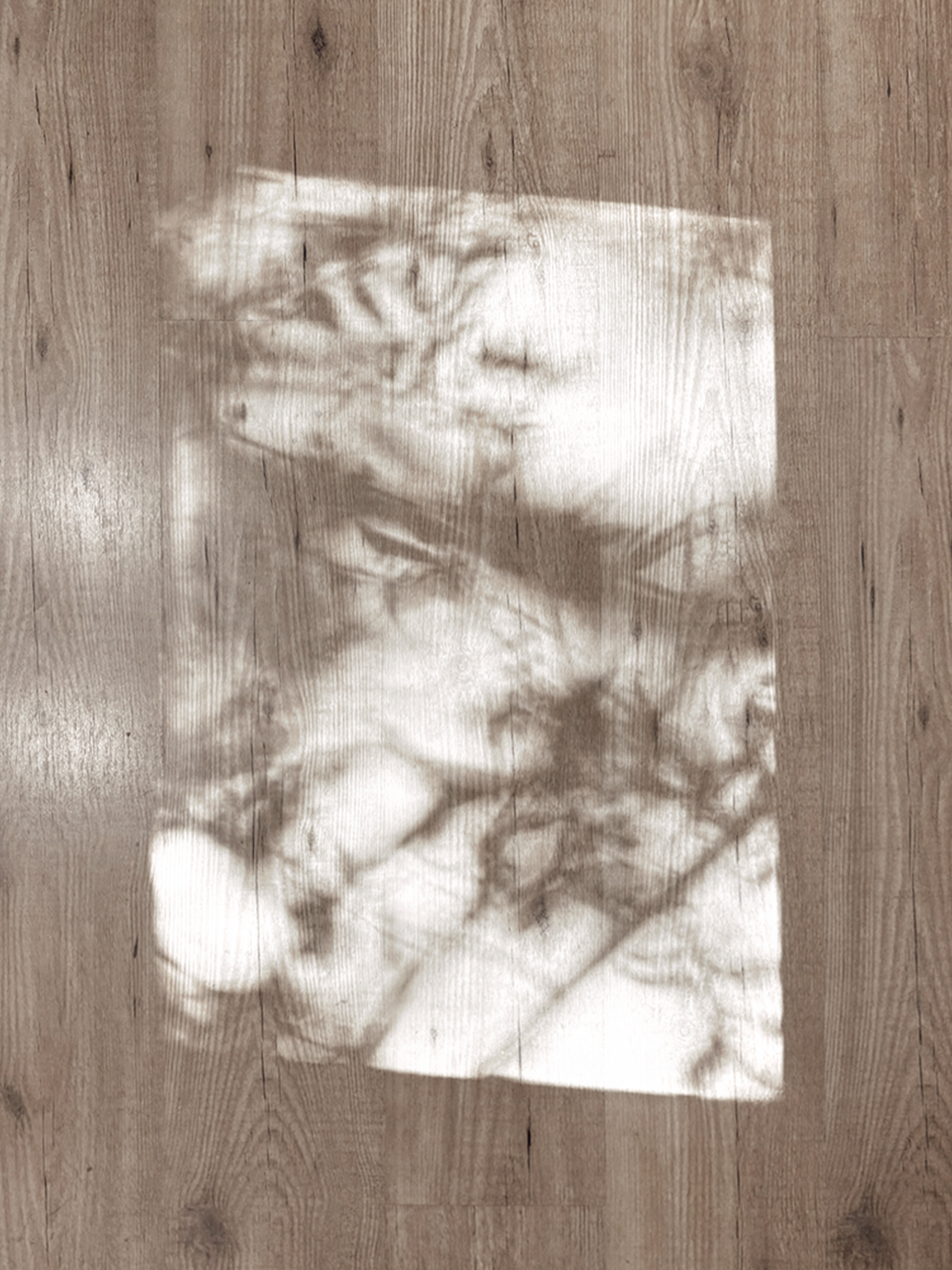 Foliage shadows cast by sunlight across wood flooring