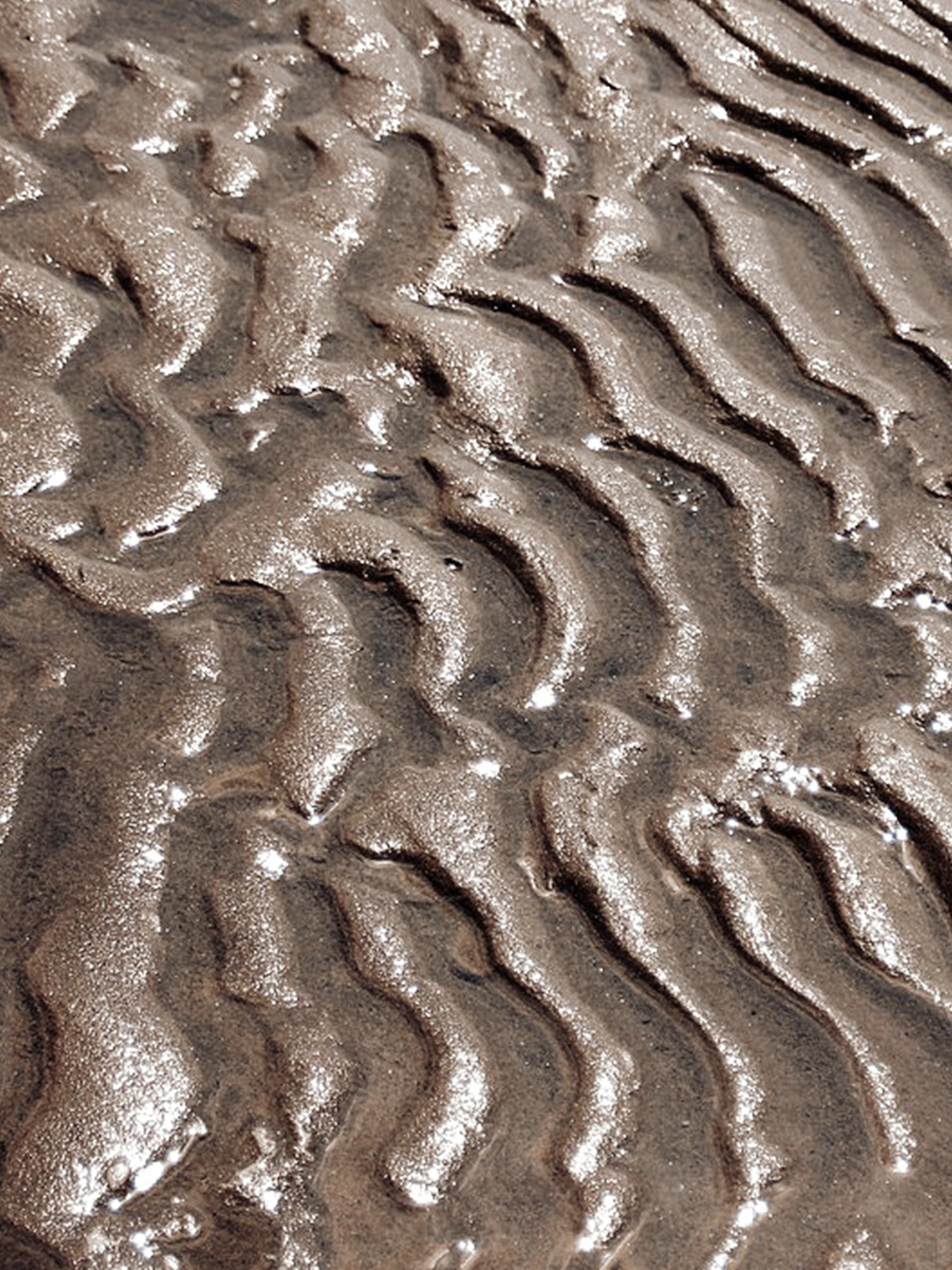 Glistening ripples of wet sand