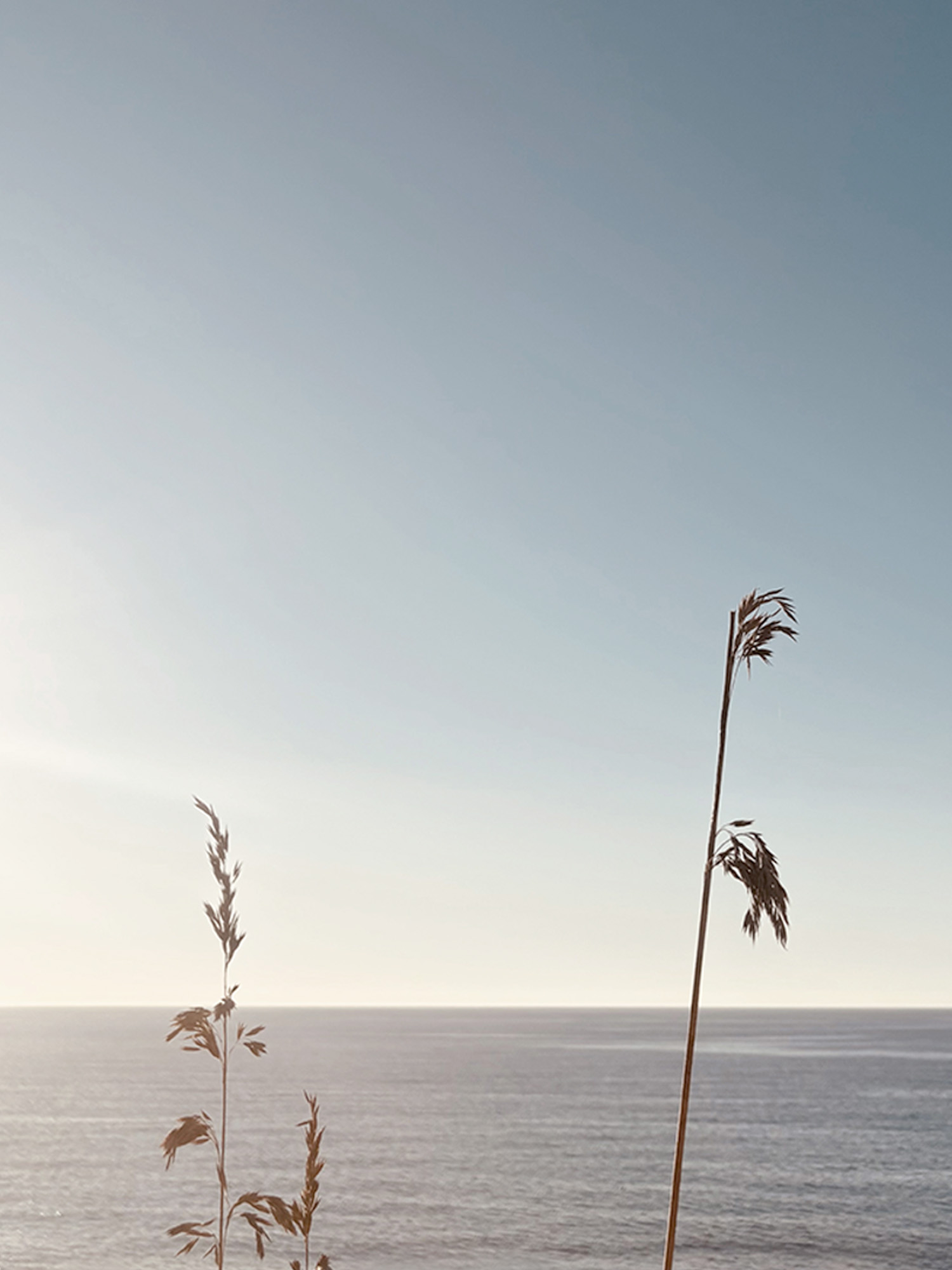 Dry grass stems against a calm sea horizon