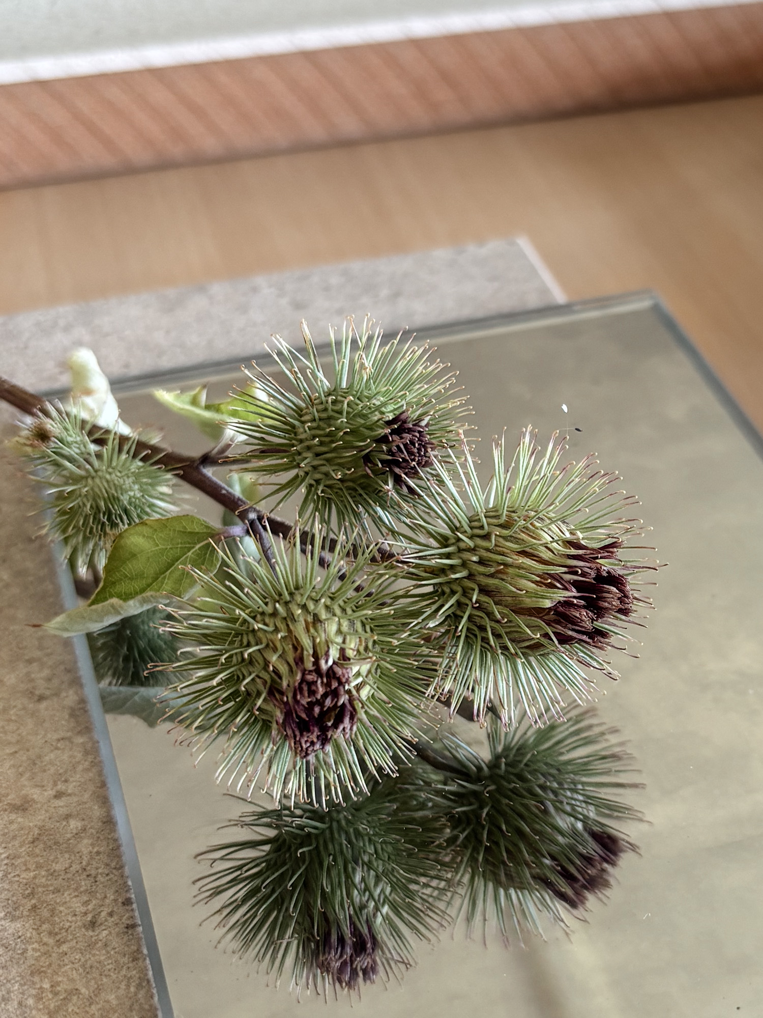 Spiky burdock seed heads on their branch, reflected in a mirrored surface
