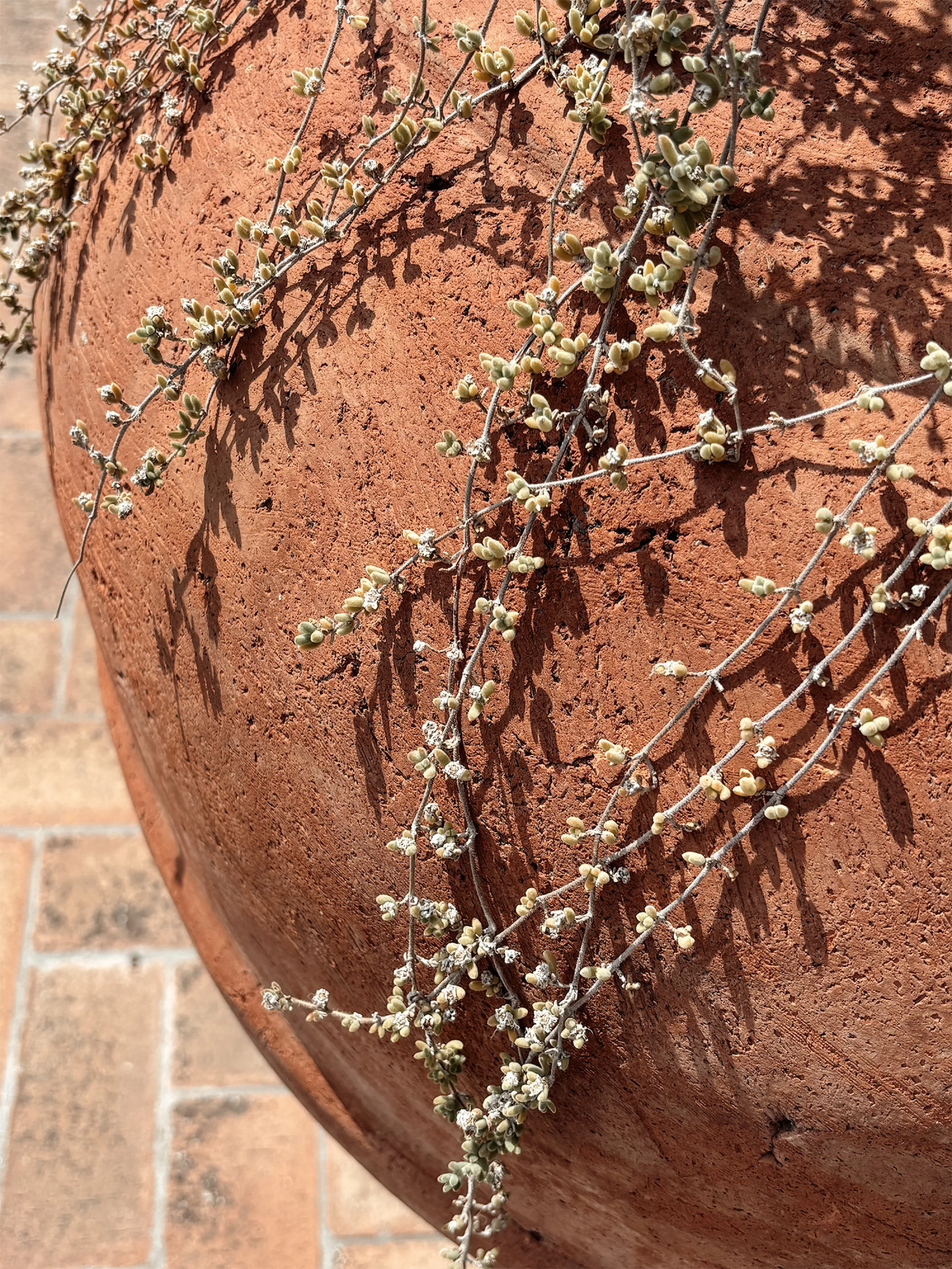 A large terracotta pot warmed by afternoon sun, a trailing plant casting shadows across the clay.