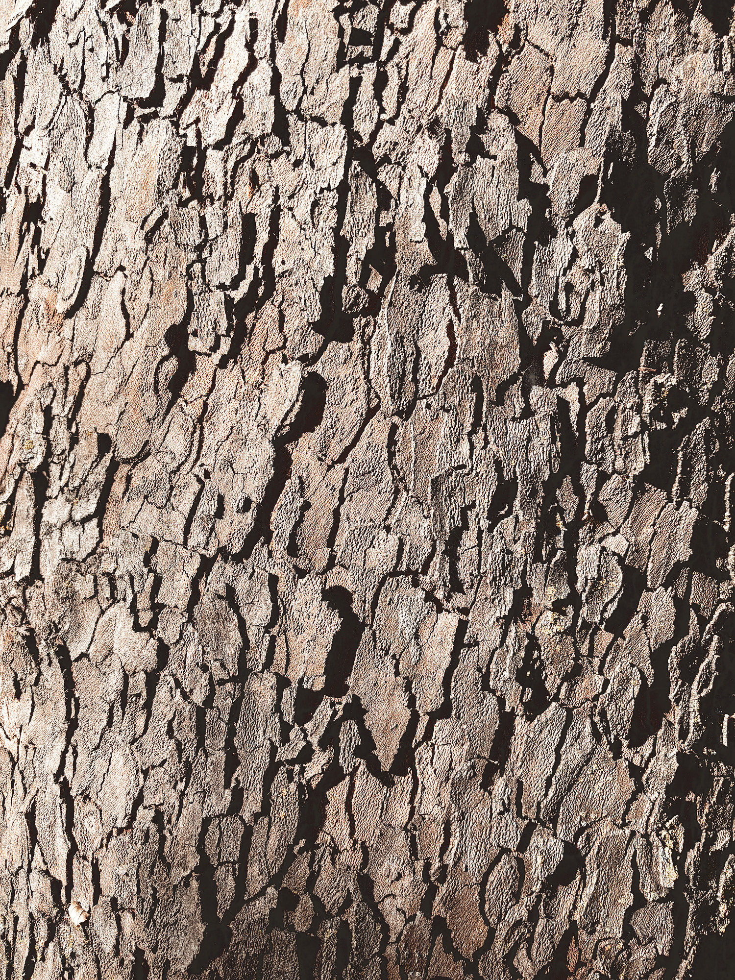 Deeply fissured bark in close-up, sunlight catching its ridges and shadowed grooves