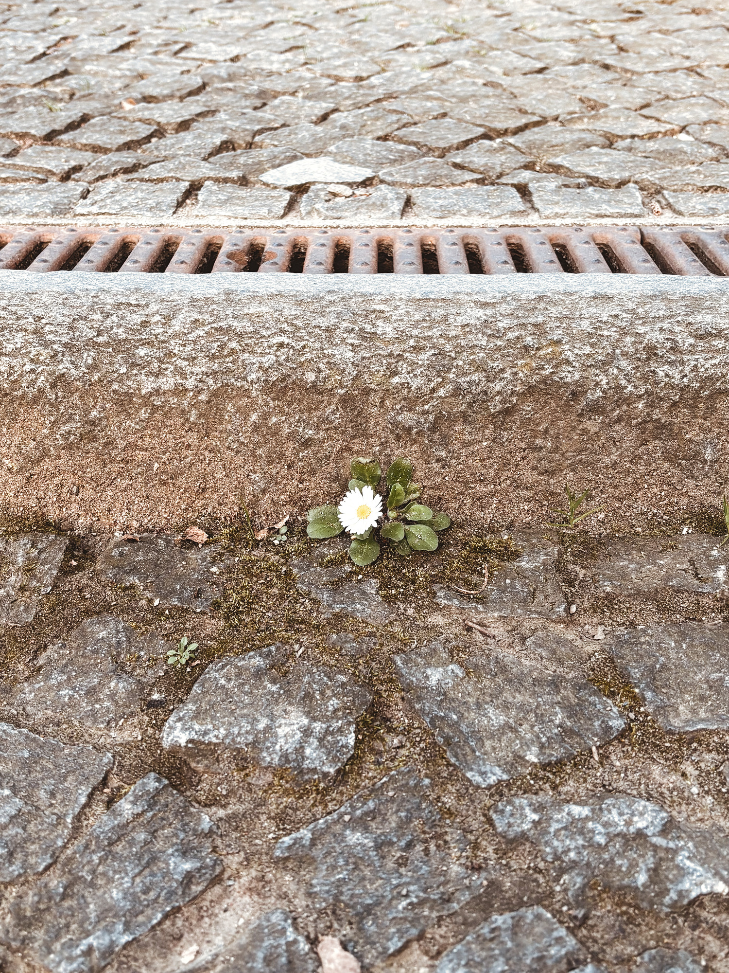 A single daisy rooted in the seam between cobblestones, beside a weathered iron drain grate