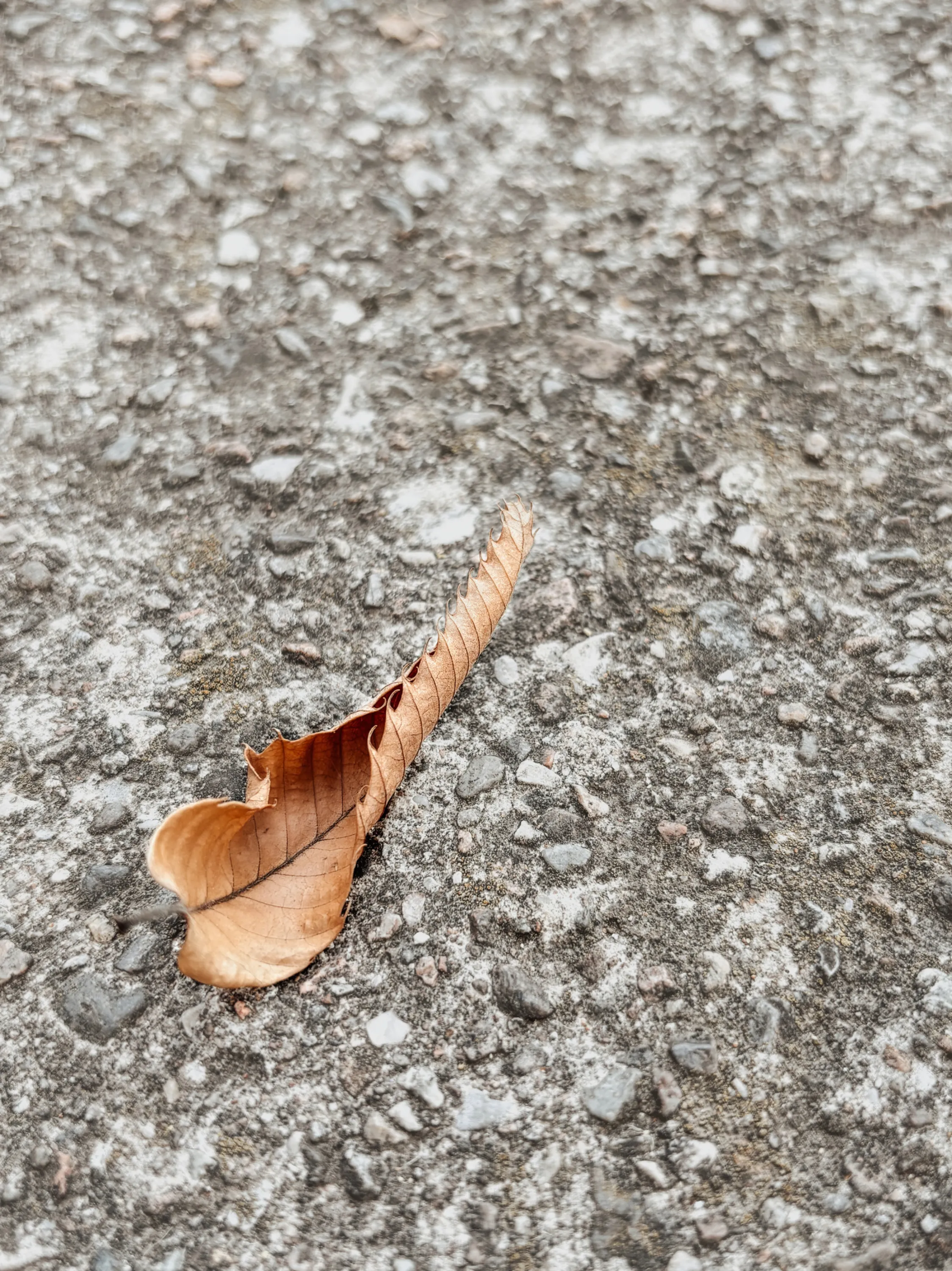 A curled, cone-shaped dry leaf resting on gravel.