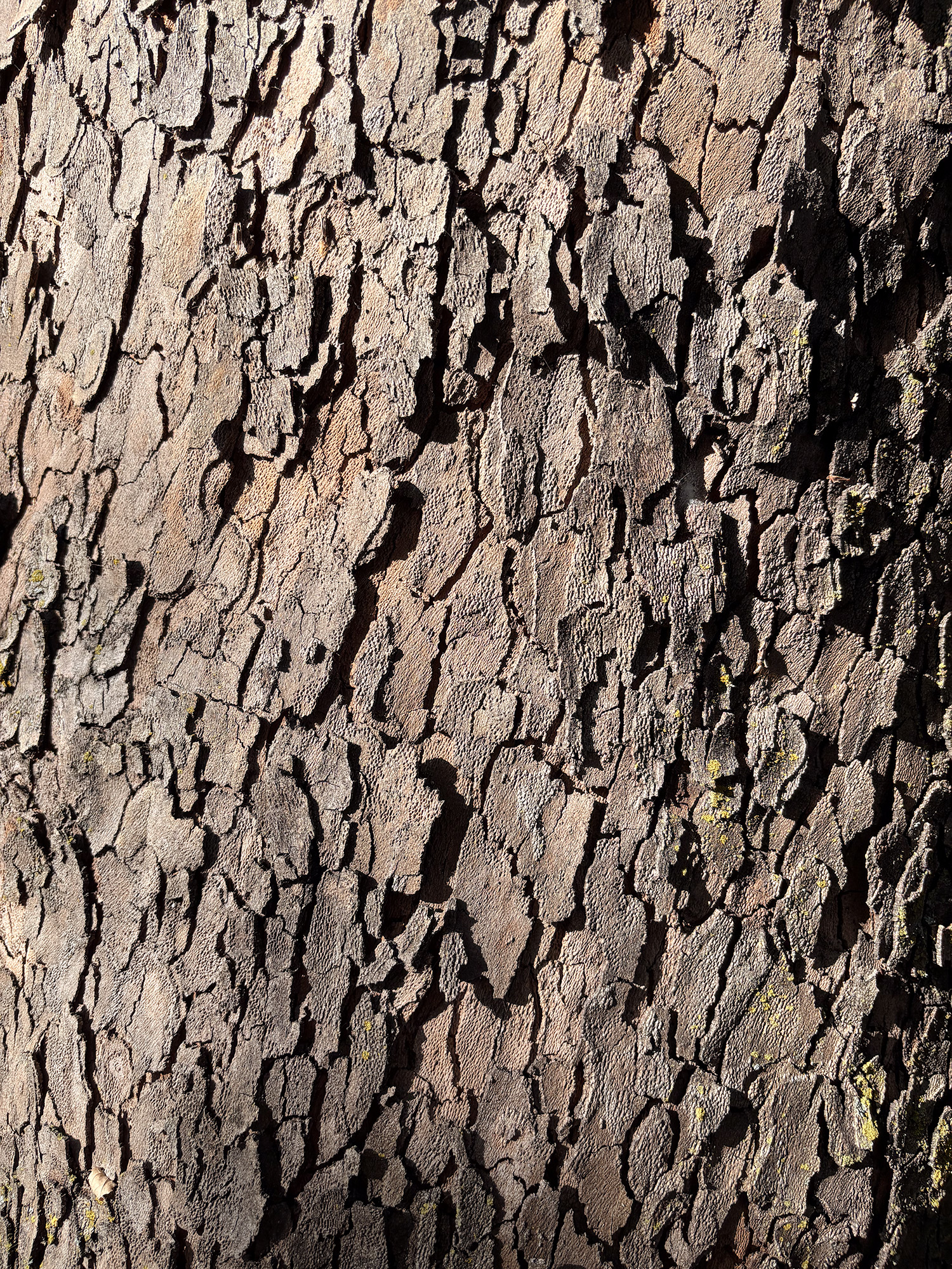 Deeply fissured bark in close-up, sunlight catching its ridges and shadowed grooves