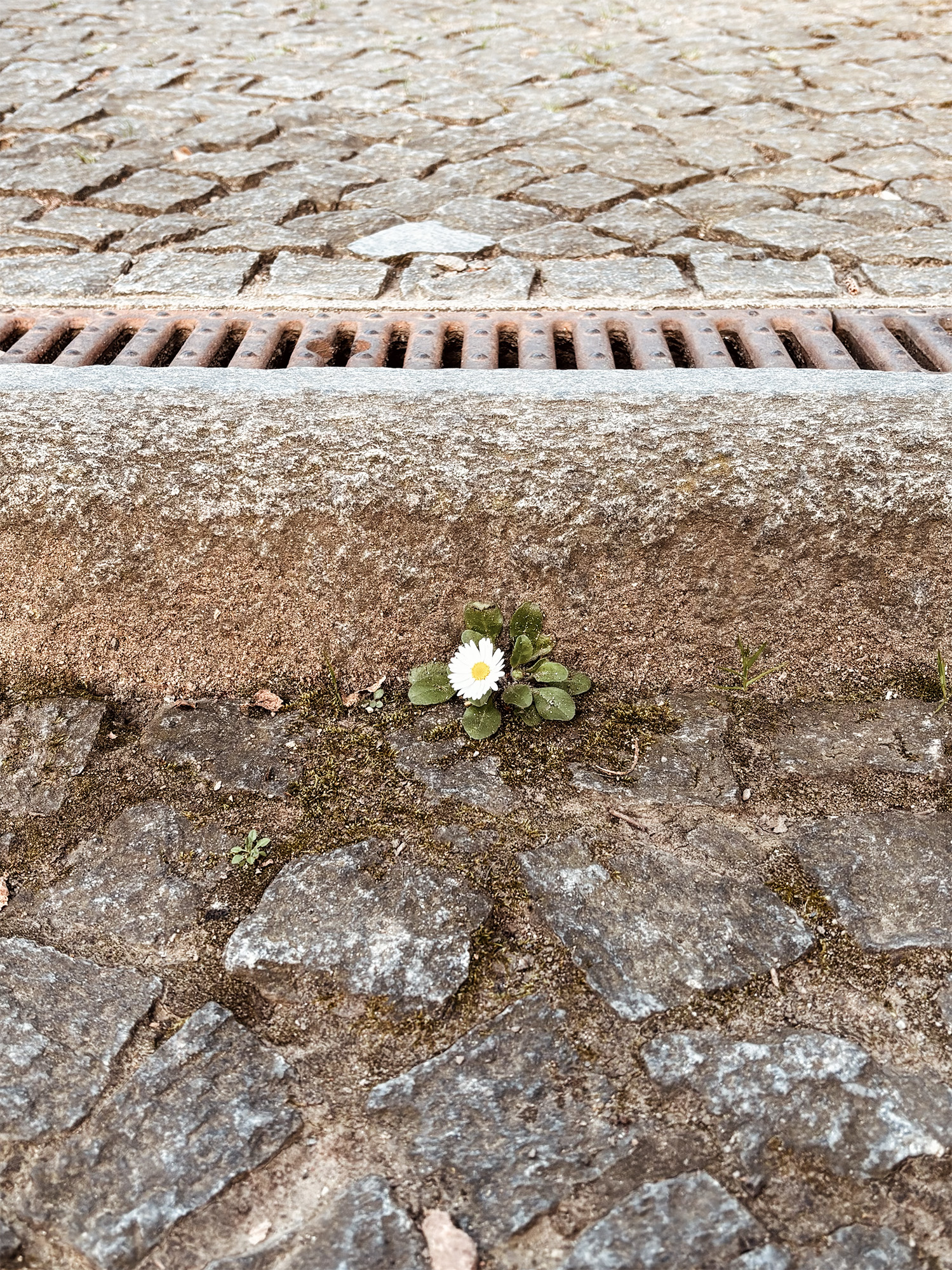 A single daisy rooted in the seam between cobblestones, beside a weathered iron drain grate
